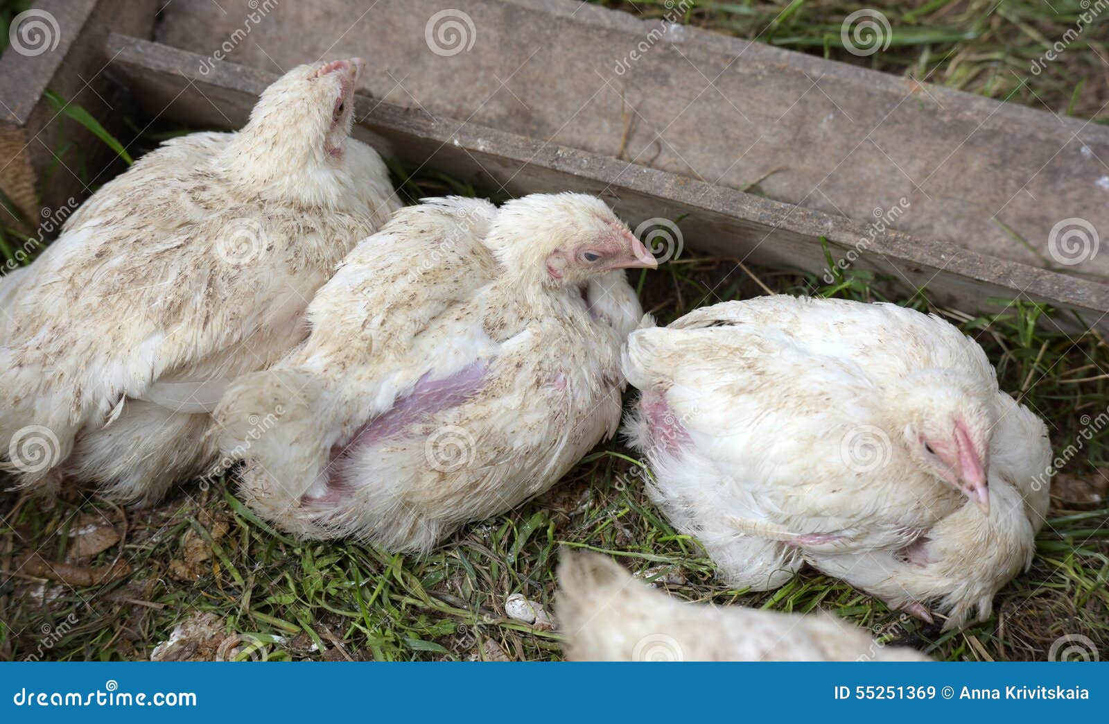 Chick Broiler Chicken Feathers are Damaged Stock Image Image of