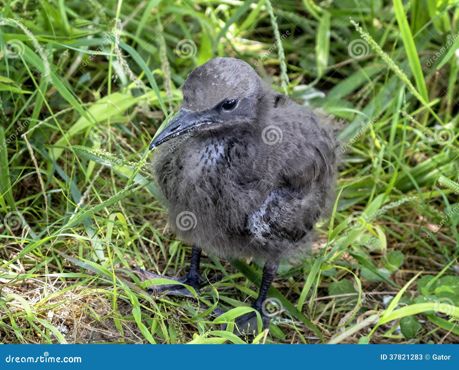 chick of brown noddy