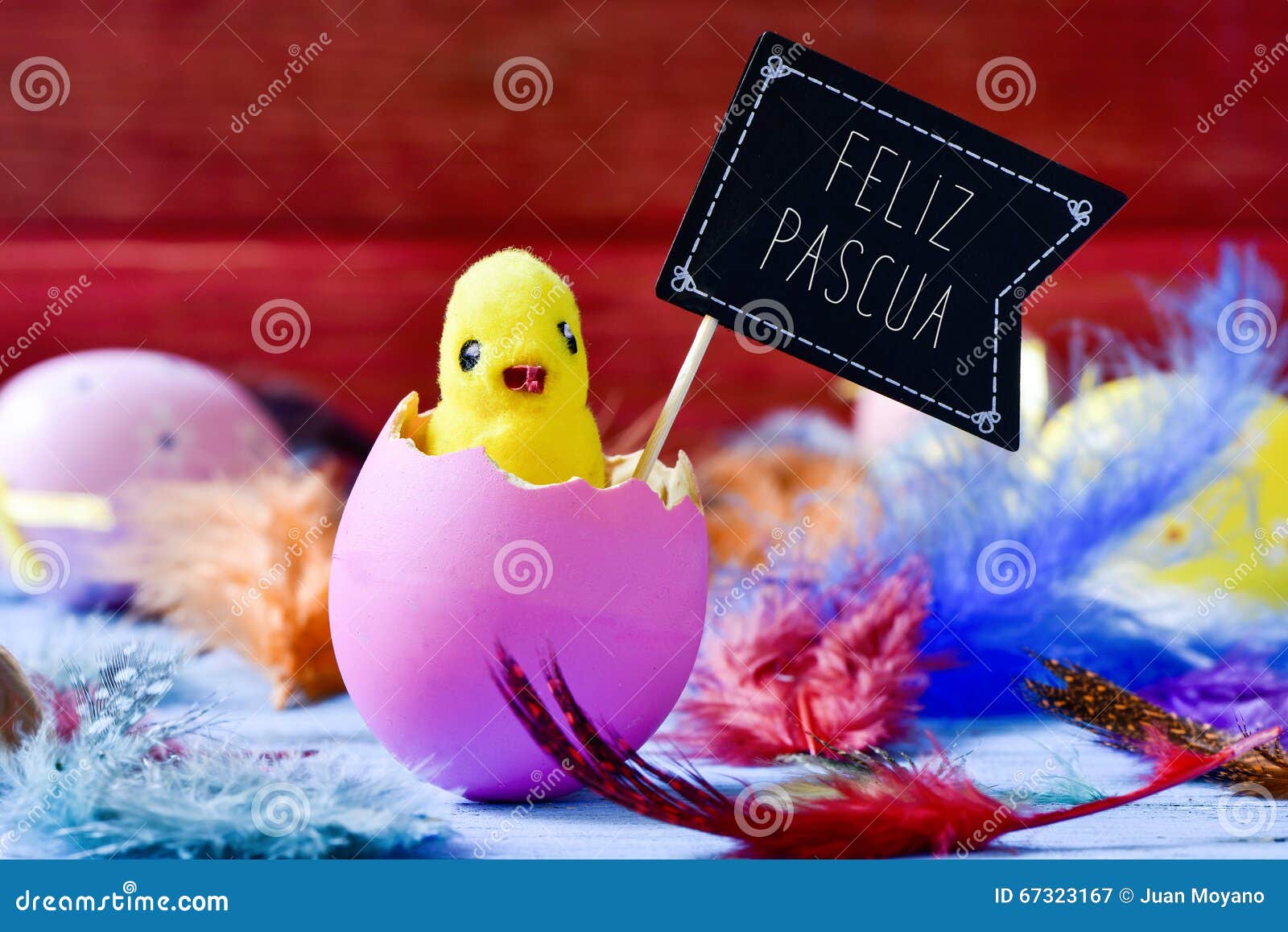 Feliz Pascua hermanas LR - Página 2 Chick-emerging-egg-text-feliz-pascua-happy-easter-i-closeup-toy-hatched-pink-surrounded-feathers-black-67323167