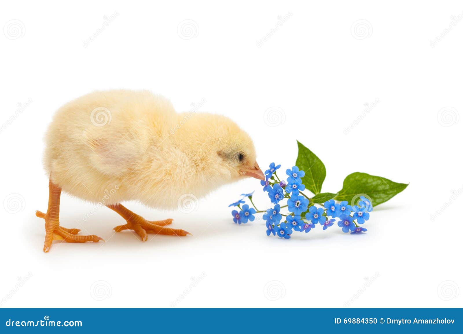 chick pecks forget-me-not flowers