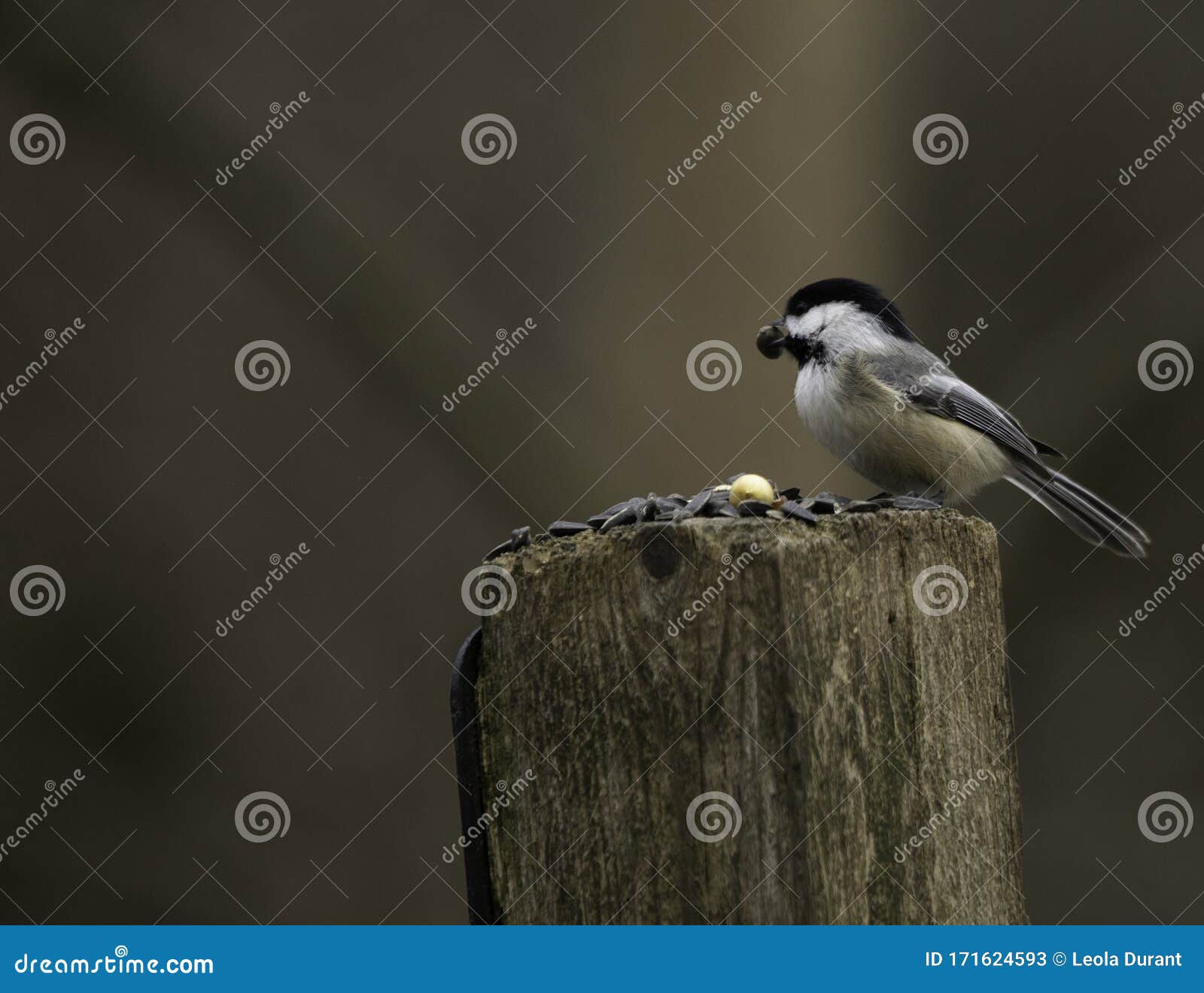 A Chickadee with a Sunflower Seed Stock Image Image of brave