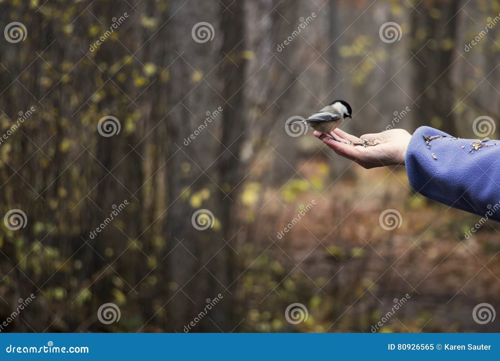 Chickadee Eating Bird Seed Out of a Human Hand Stock Image Image of