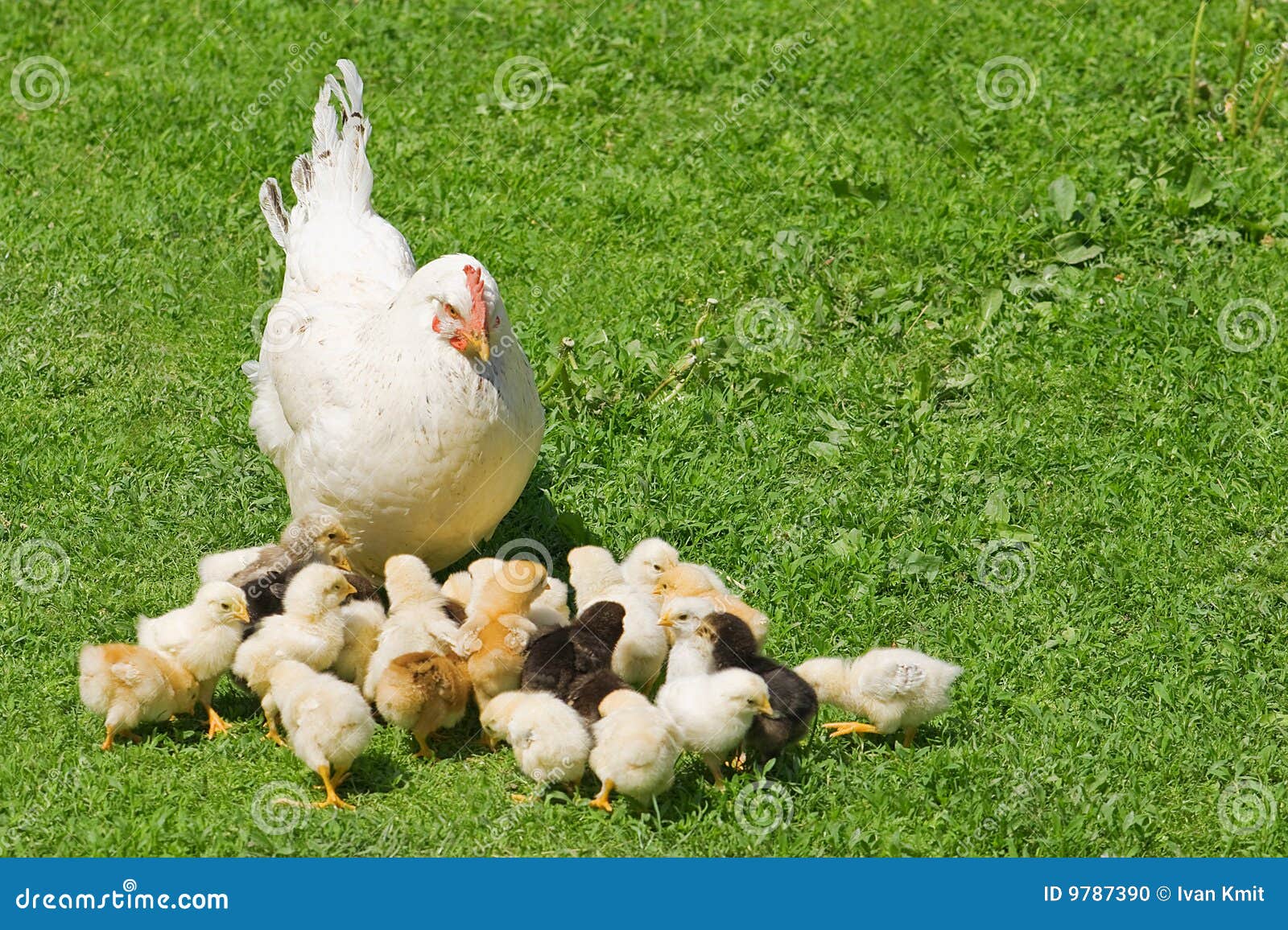 1,105 Chicken Net Stock Photos - Free & Royalty-Free Stock Photos from  Dreamstime