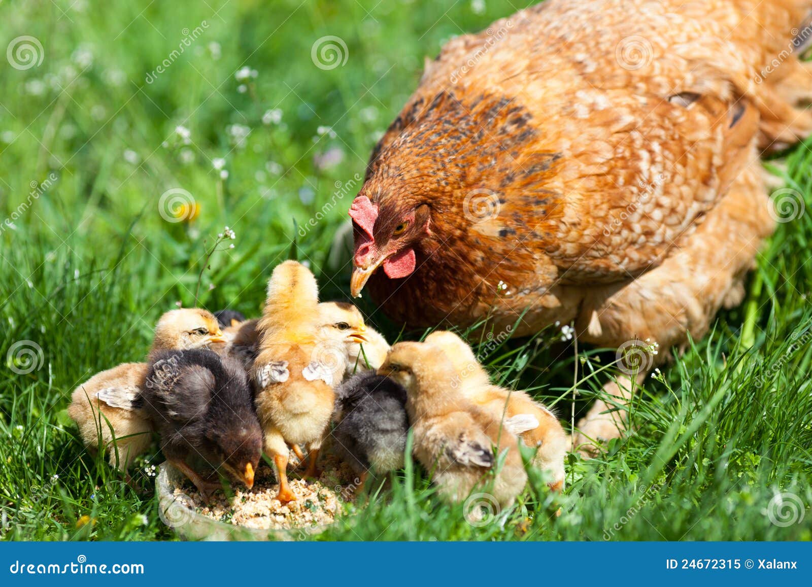 Chicken with babies stock image. Image of feather, meadow 24672315