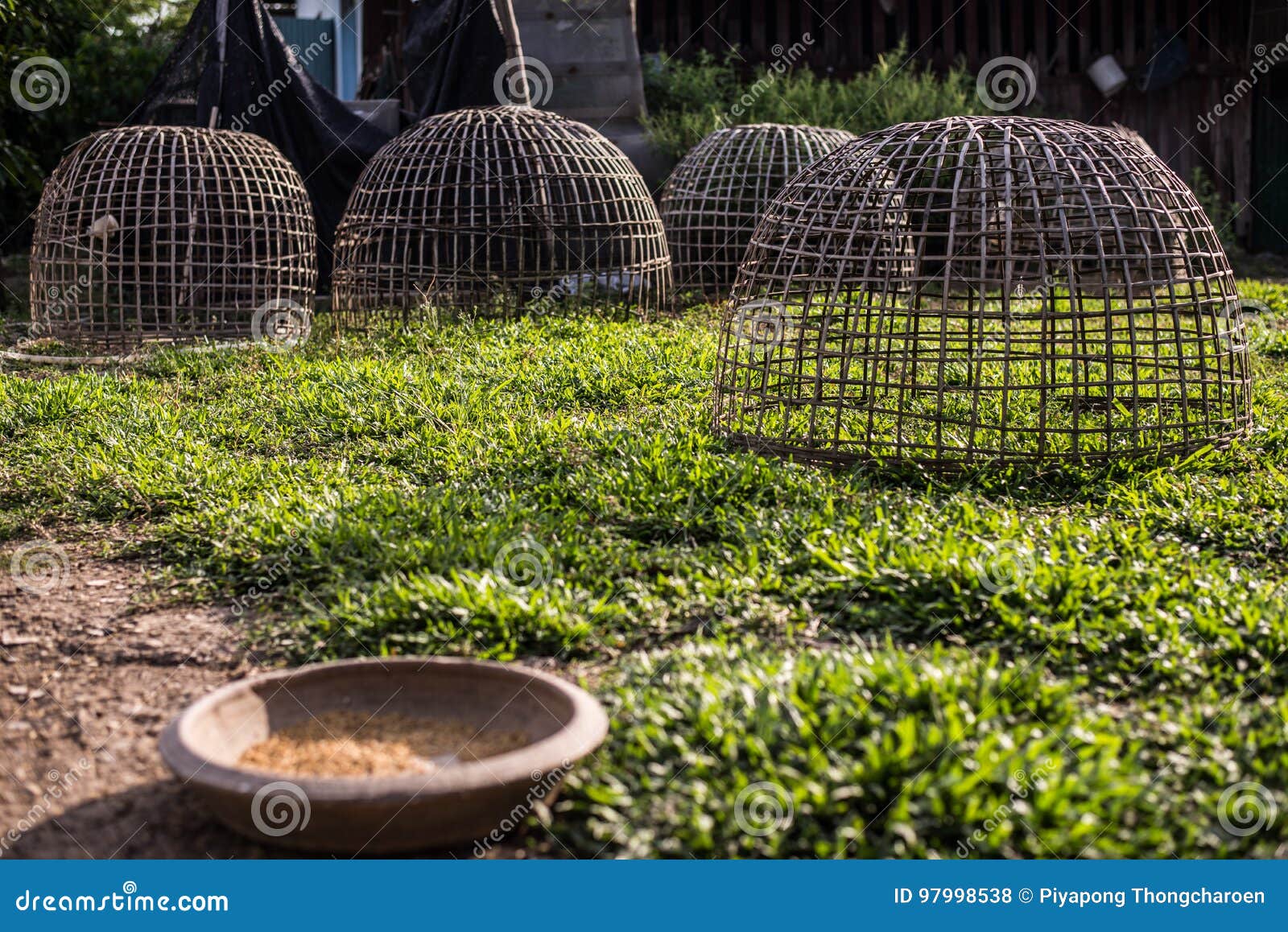 Chicken Bamboo Coop Stock Photo Image Of Asia Design 97998538