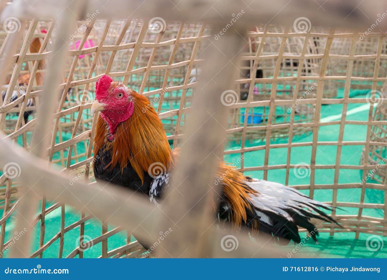 Chicken in bamboo coop stock photo. Image of bamboo, natural 71612816