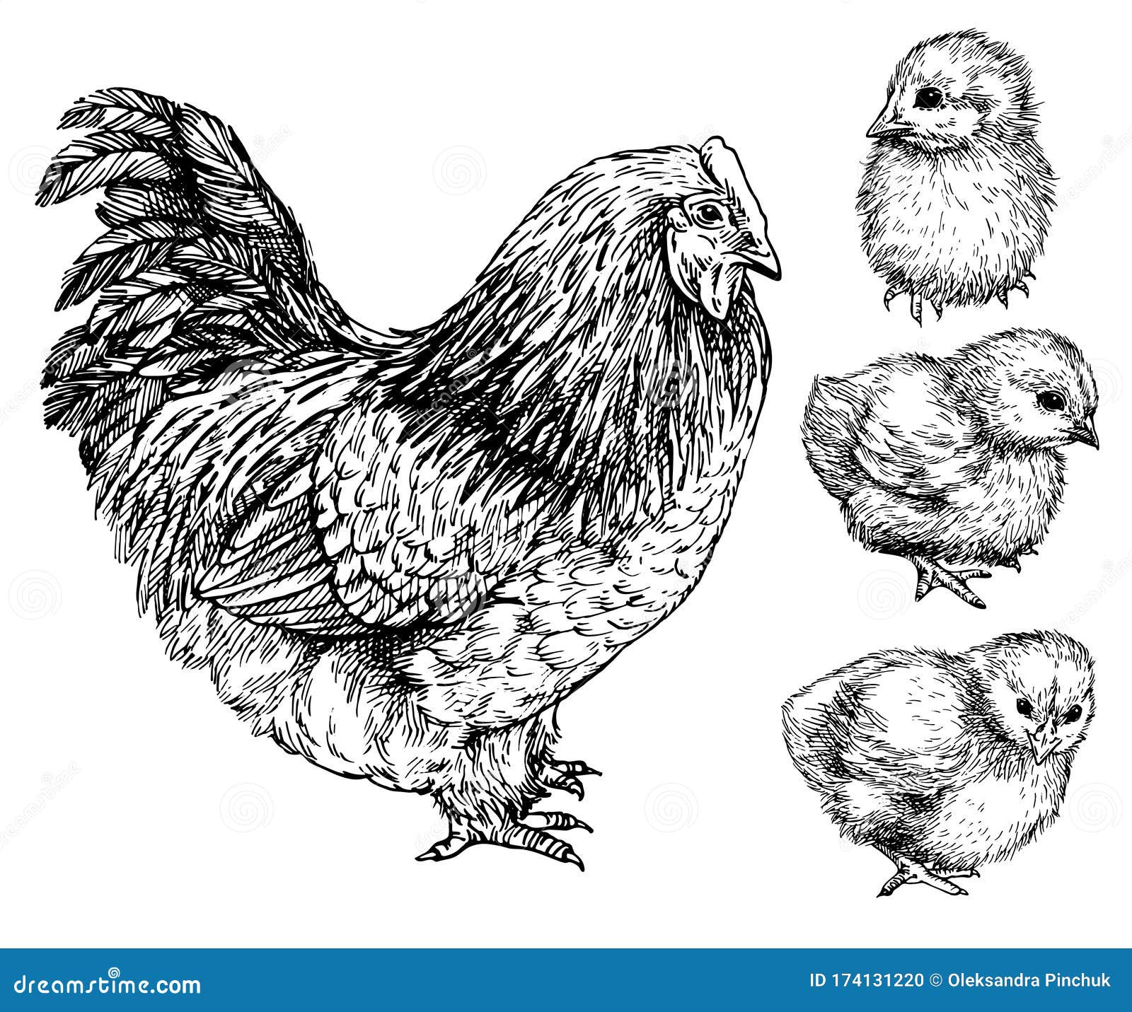 Chick Drawing PNG Transparent Images Free Download | Vector Files | Pngtree