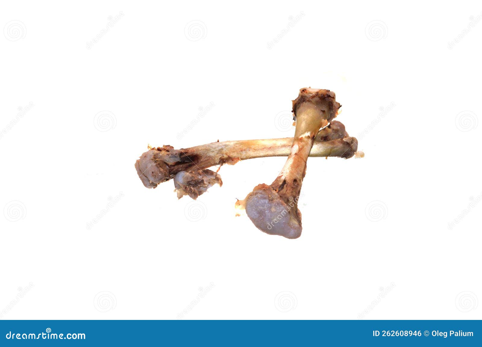 Chicken Bones Isolated on White Background Stock Photo Image of