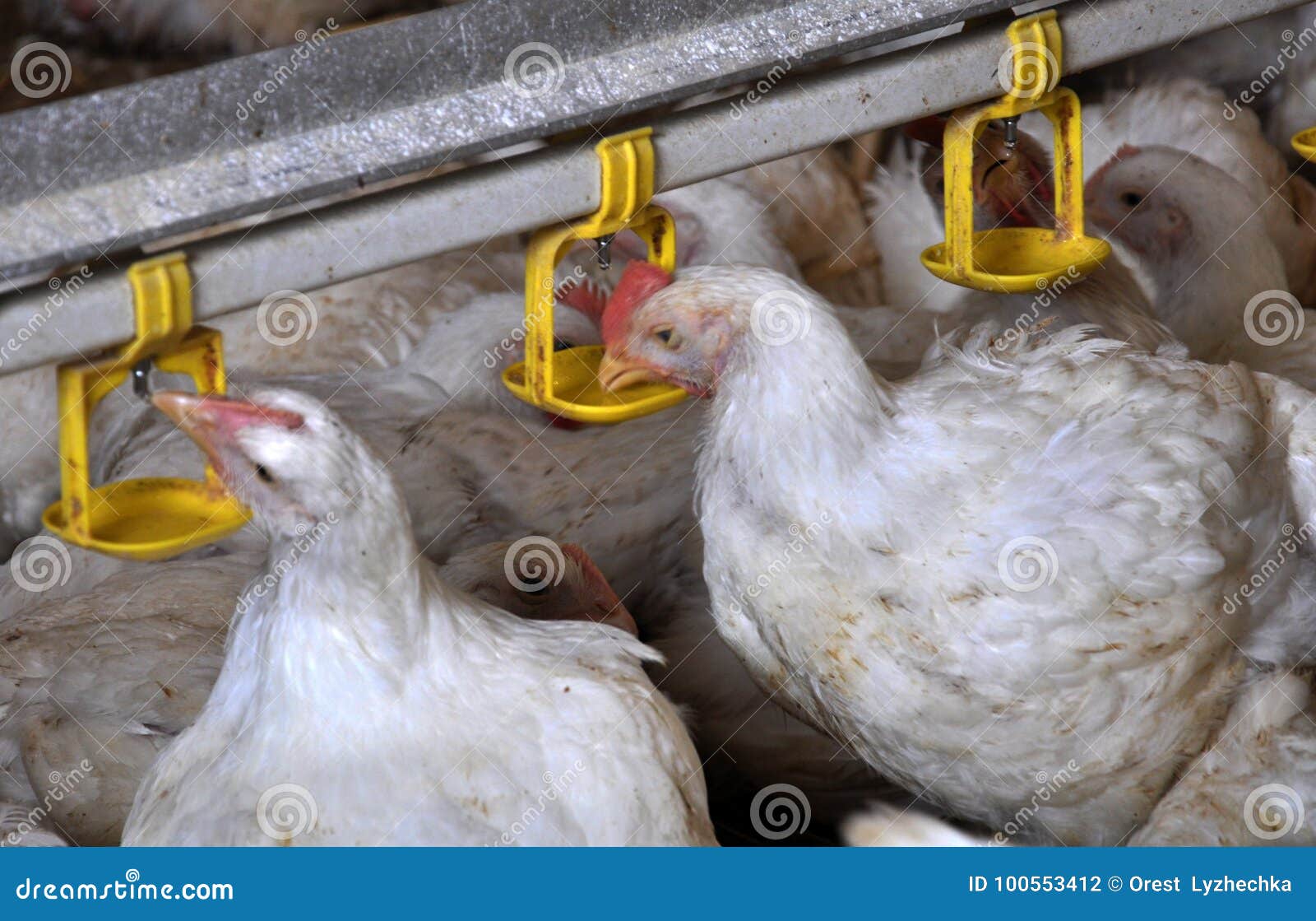 Chicken Broilers Near the Drink_16 Stock Photo Image of feeder