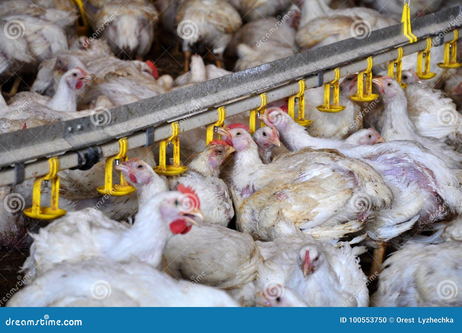 Chicken Broilers Near the Drink_14 Stock Photo Image of water, wealth