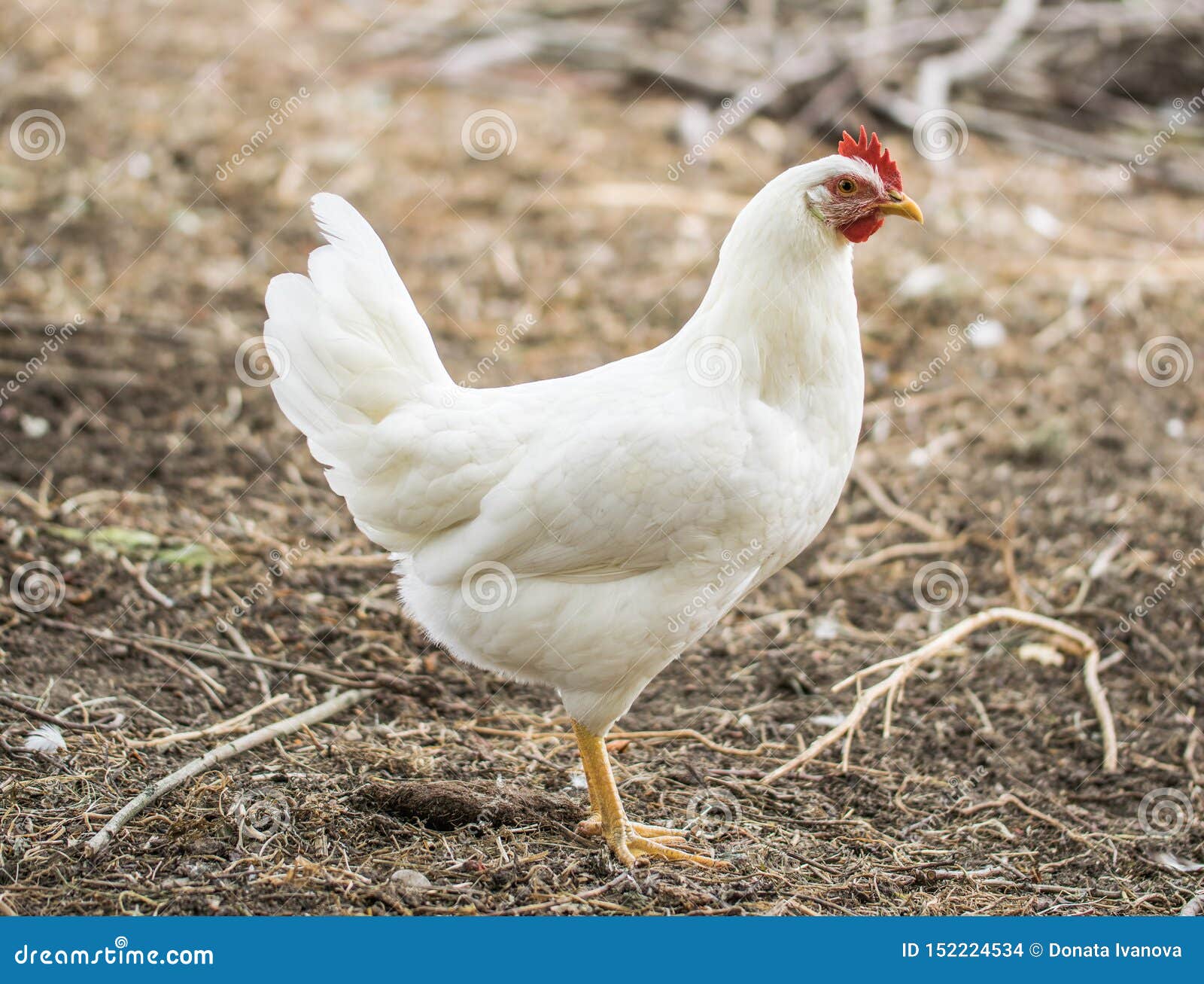 White Broilers Lie In Row On The Green Grass On Bright Day In Rural white-broilers-lie-in-row-on-the-green-grass-on-bright-day-in-rural