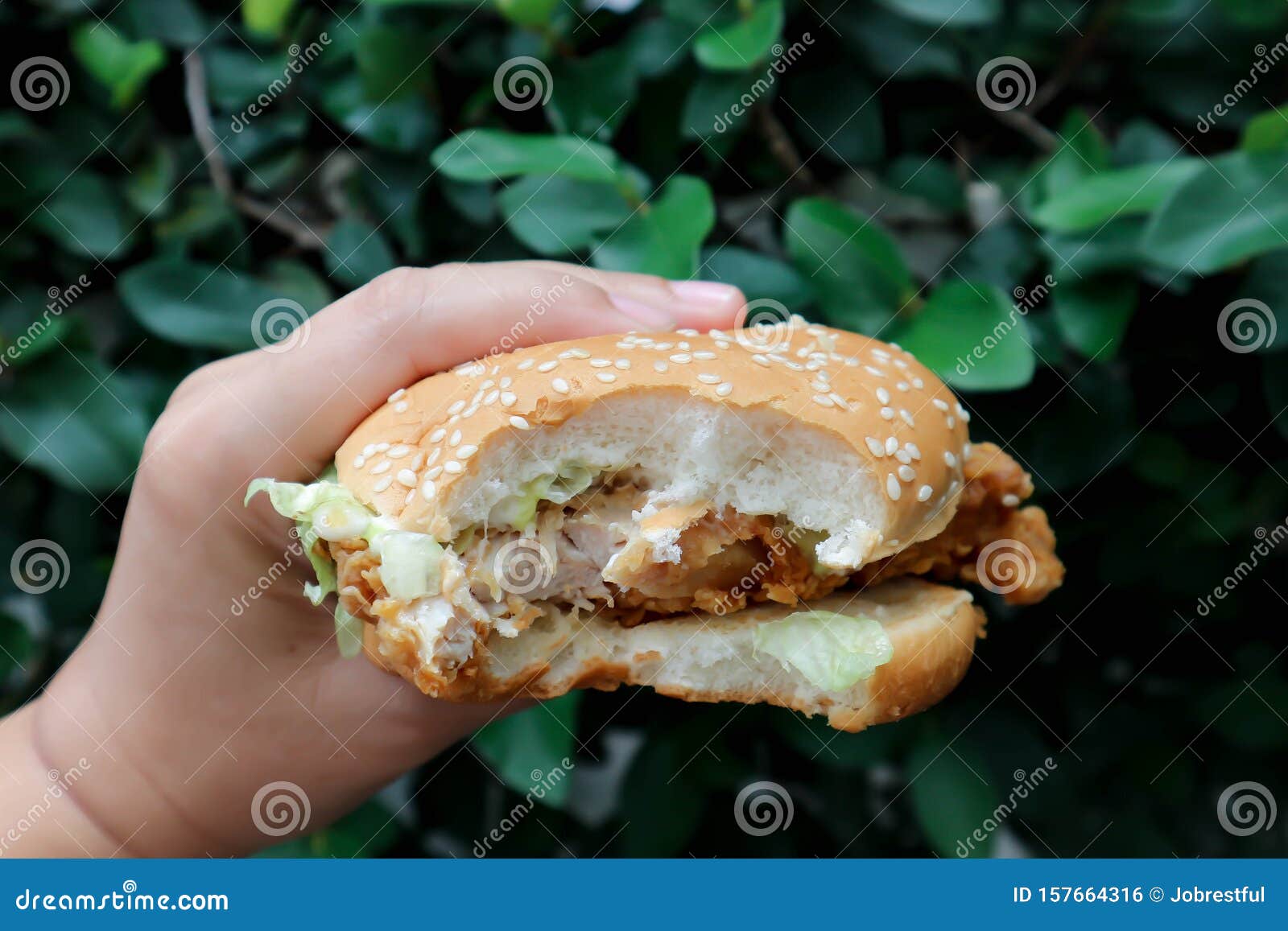 Chicken Burger, Eating Burger Stock Photo Image of lettuce, fast