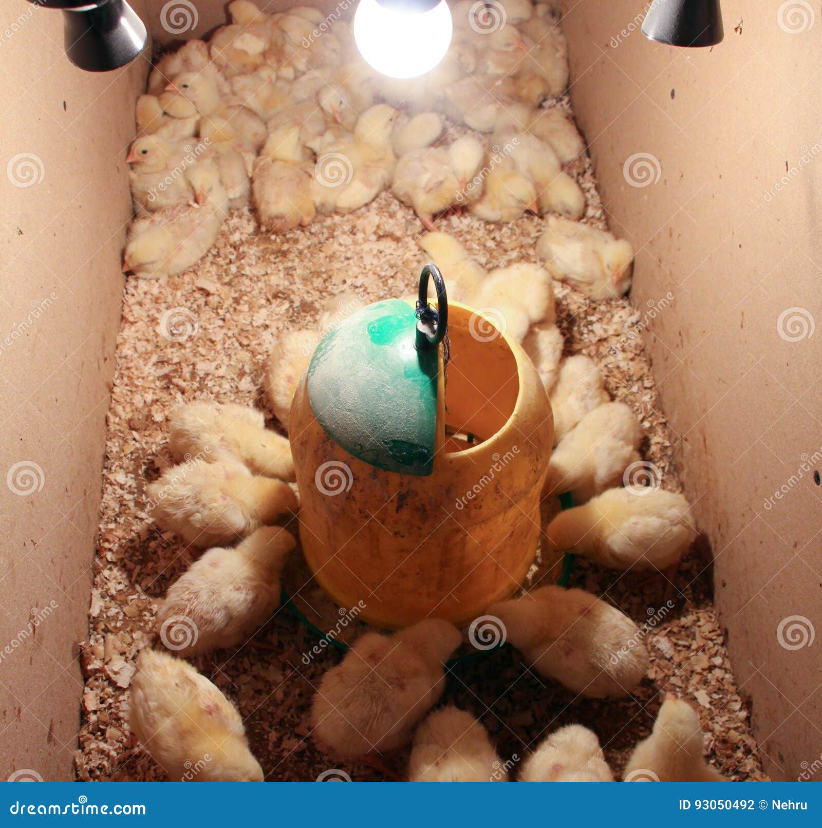 Pullet Chicken Hen In Backyard Coop Stock Photo