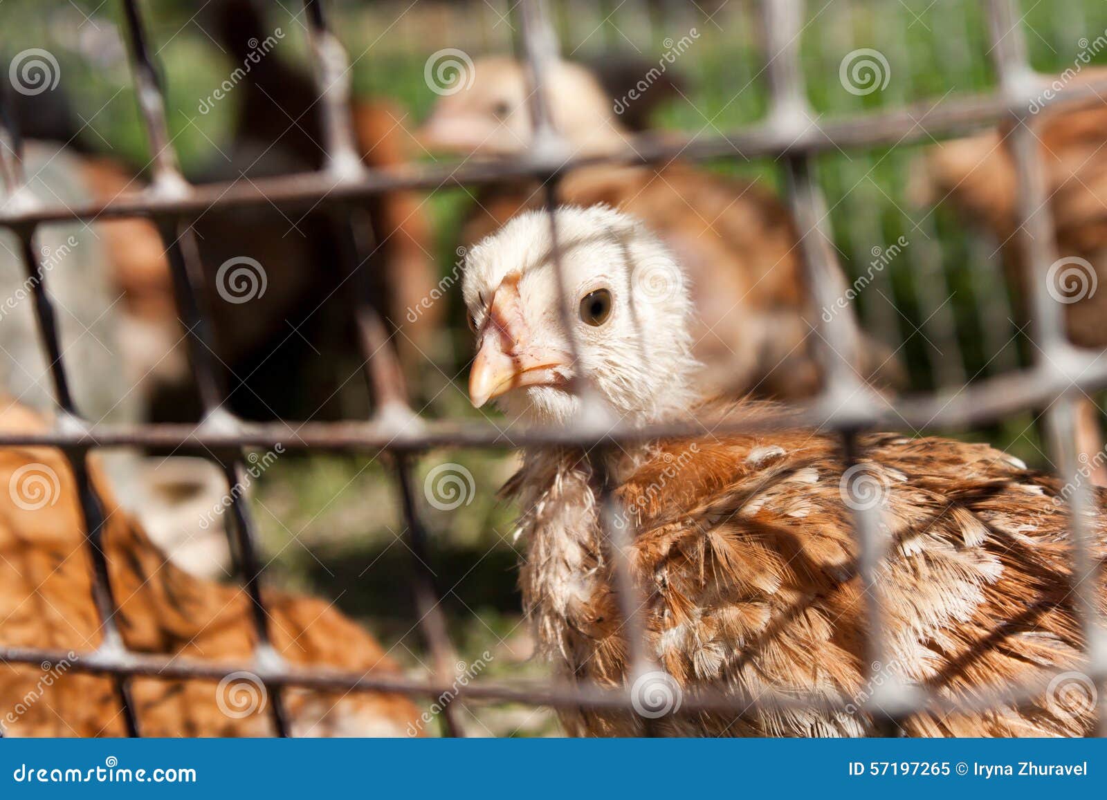 Chicken in the cage stock image. Image of chickens, bird 57197265