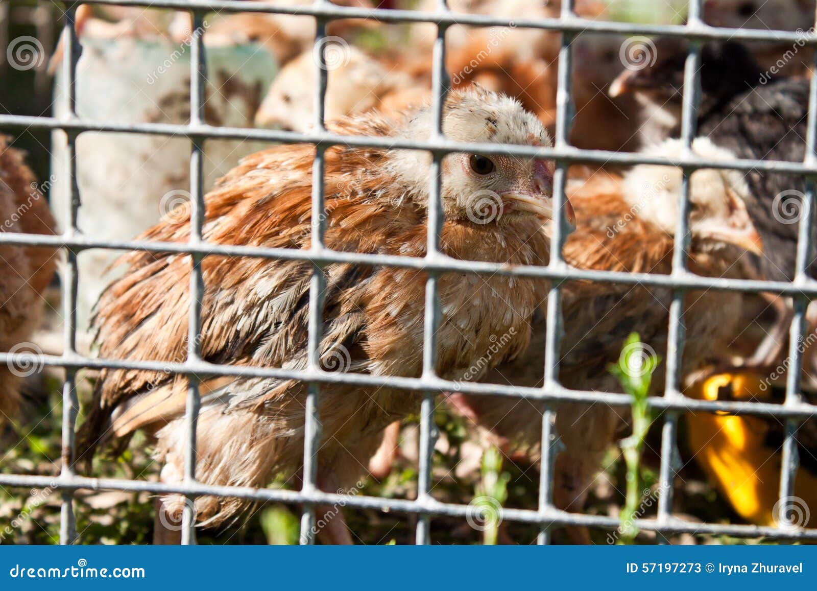 Chicken in the cage stock image. Image of business, crowdedness 57197273