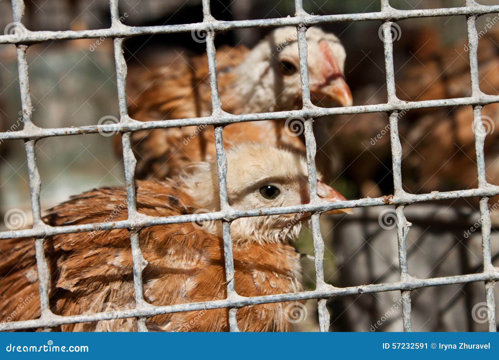 Chicken in the cage stock image. Image of farming, chickens 57232591