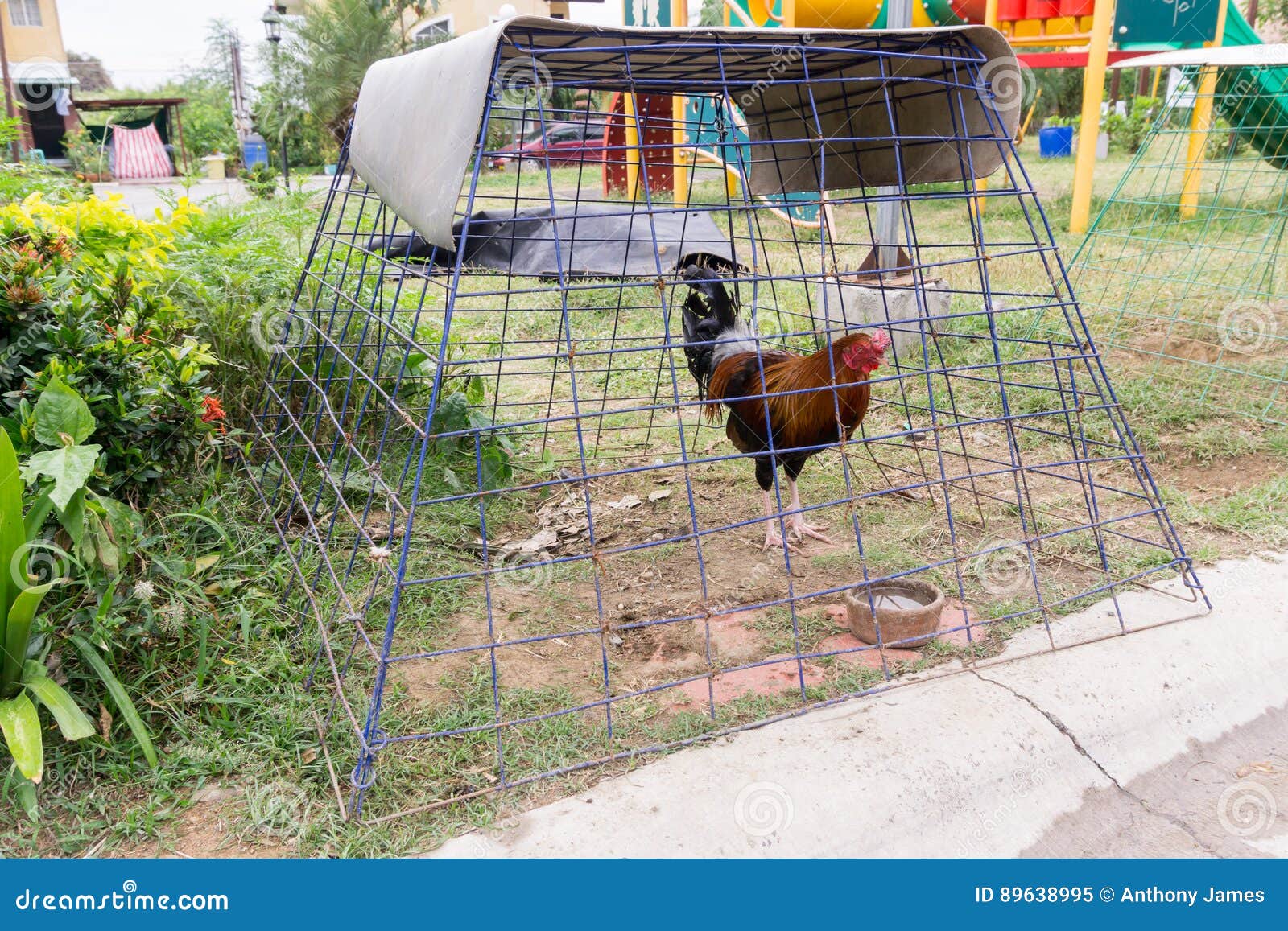 Chicken in a cage stock image. Image of philippines, scene 89638995