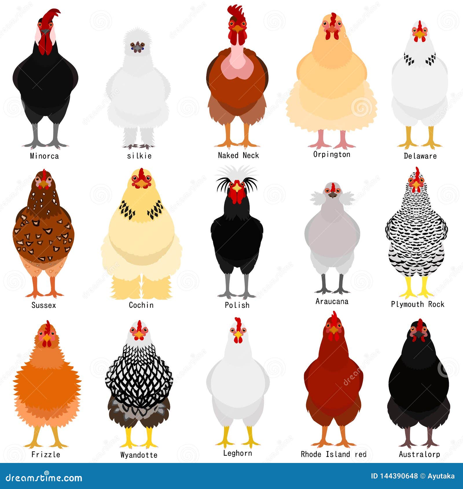 chicken chart with breeds name
