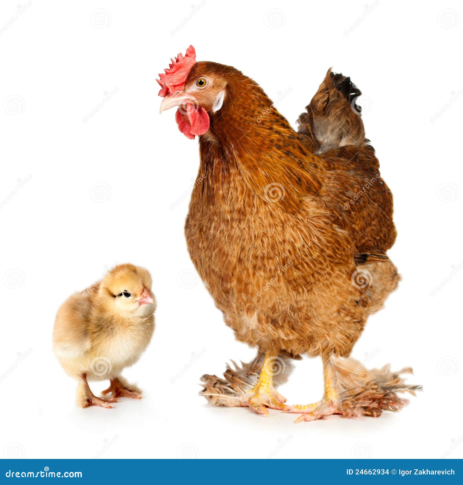Chick Chick Chicken