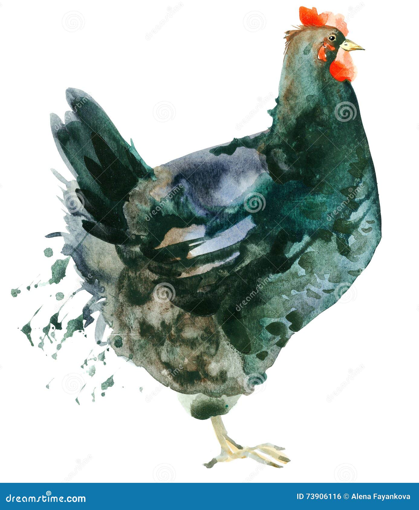 Chicken Watercolor Painting Isolated.Chicken Watercolor Hand Painted