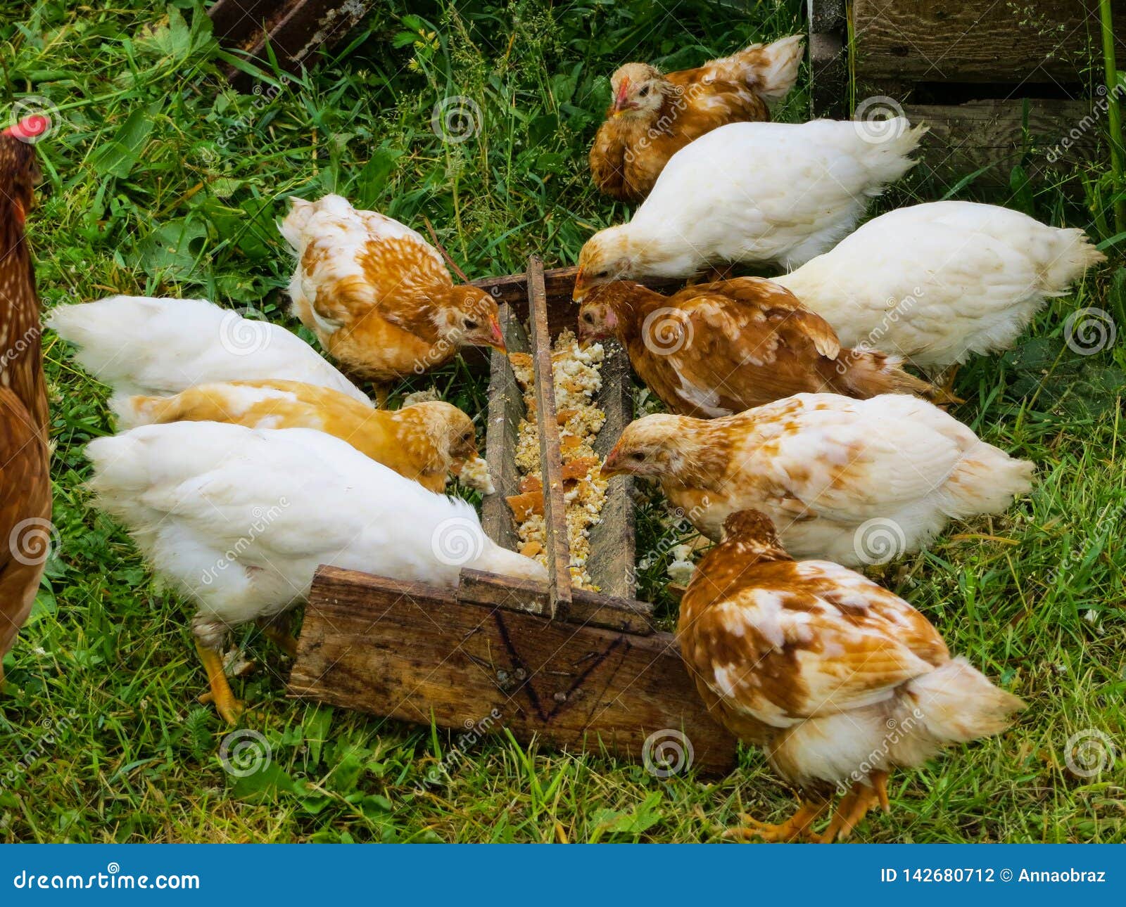 Chicken with Chickens Eats Feed from the Feeder Stock Photo Image of