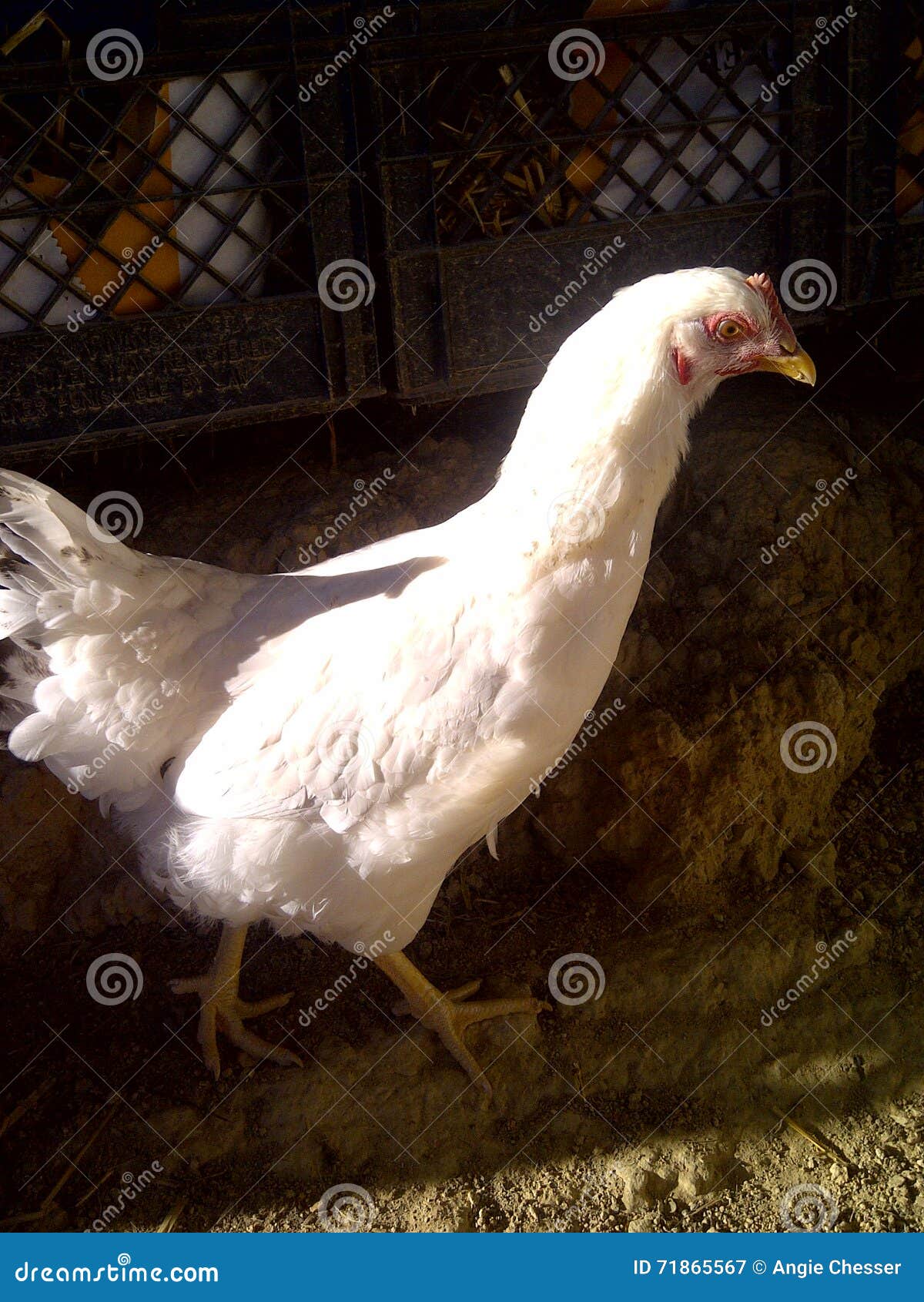 Chicken stock image. Image of chicken, running, chickens 71865567
