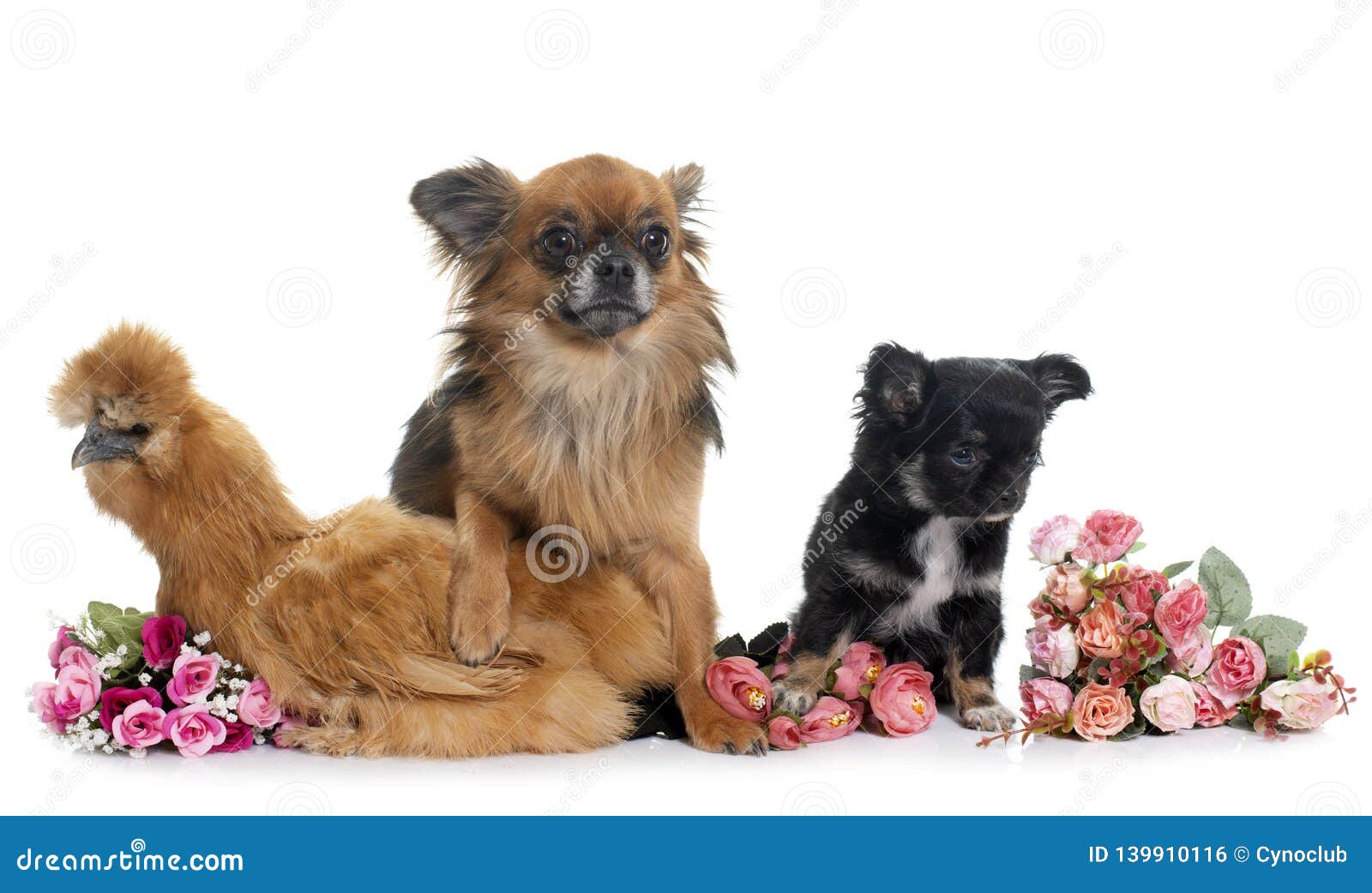 Chicken and chihuahua stock photo. Image of fluffy, purebred 139910116