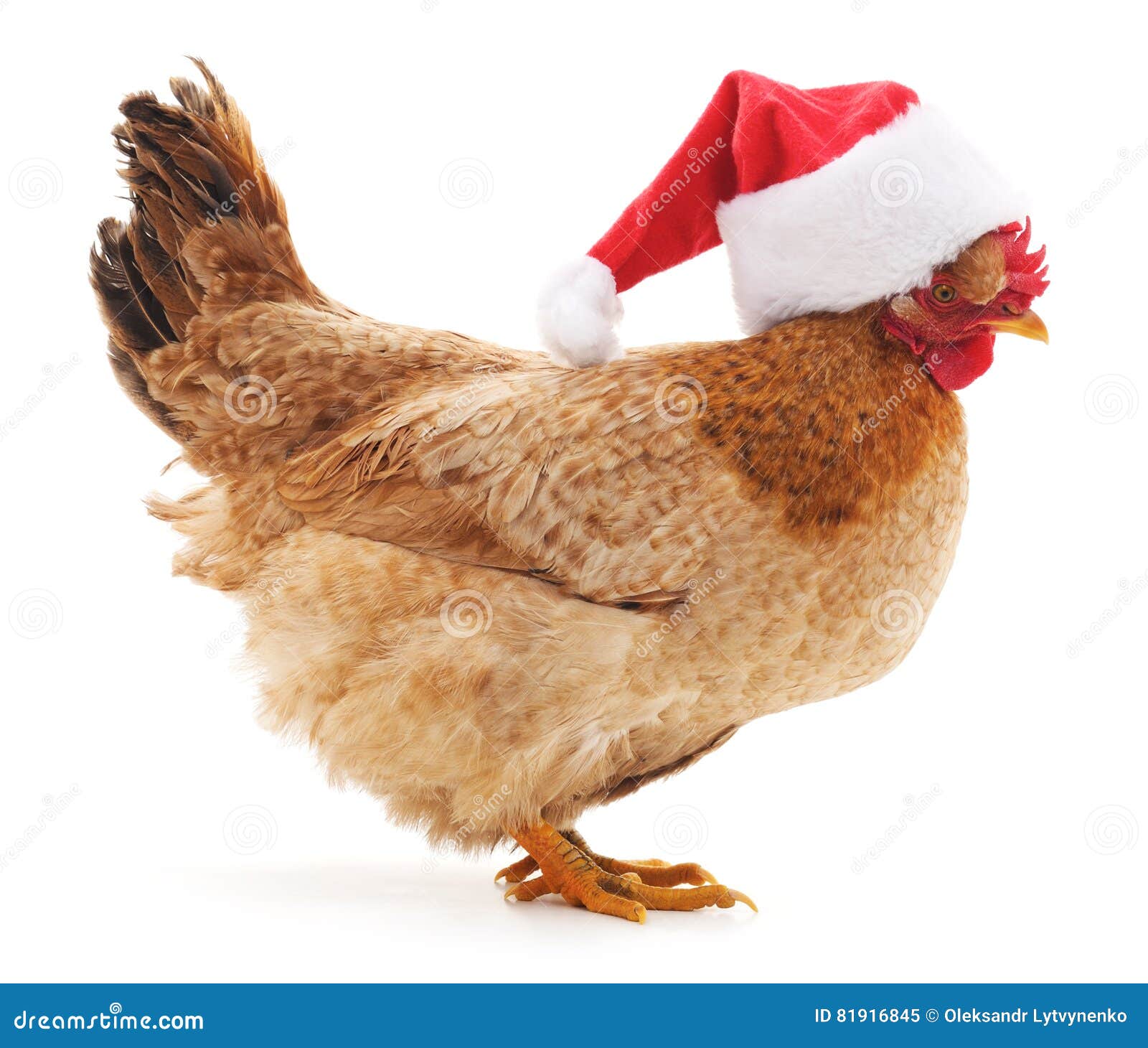 Chicken In Christmas Hat Stock Image Image Of Cockerel 81916845