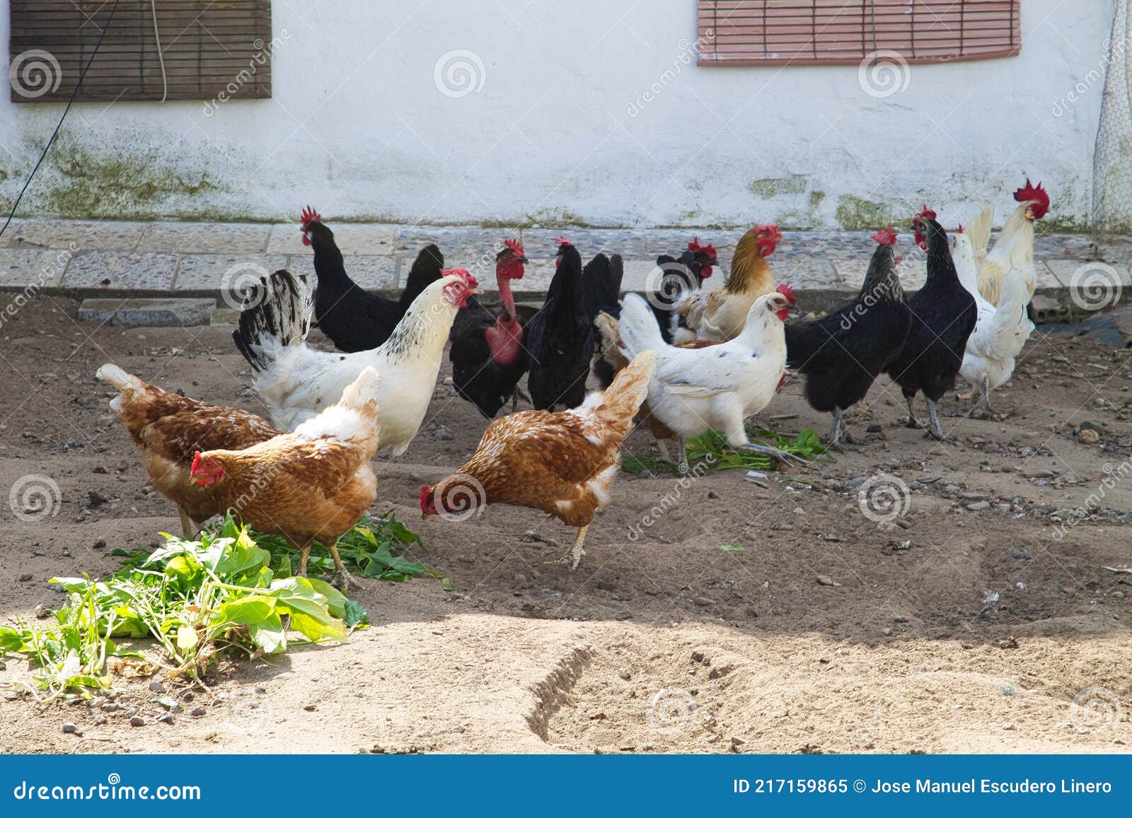Chicken Coop with Chickens Eating Feed on the Ground Stock Image