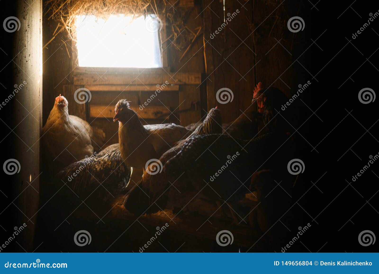 Chicken Coop. Farm. the Hen is Hatching the Egg in the Coop Hatching