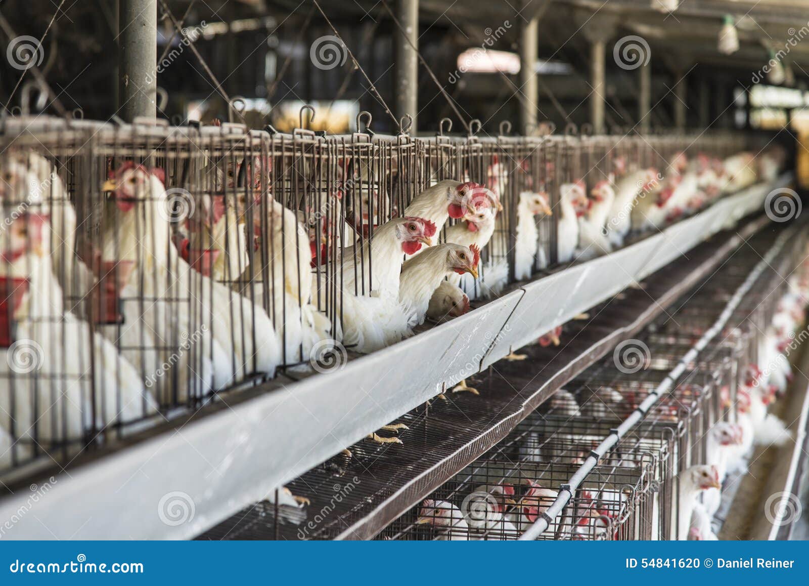 Chicken Coop stock photo. Image of chicken, poultry, captivity 54841620