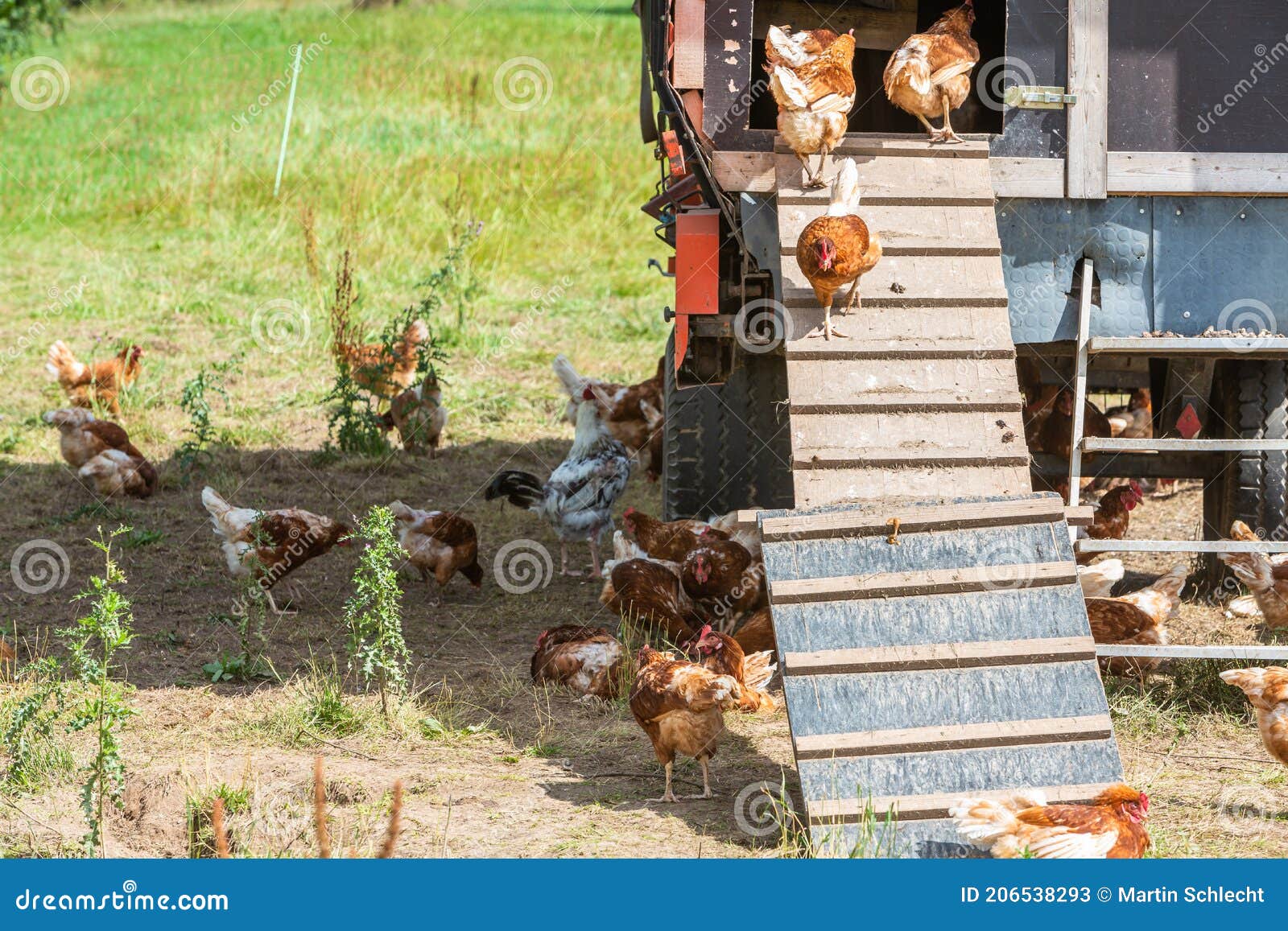 Chicken Coop with Rooster and Hens Stock Image Image of farm