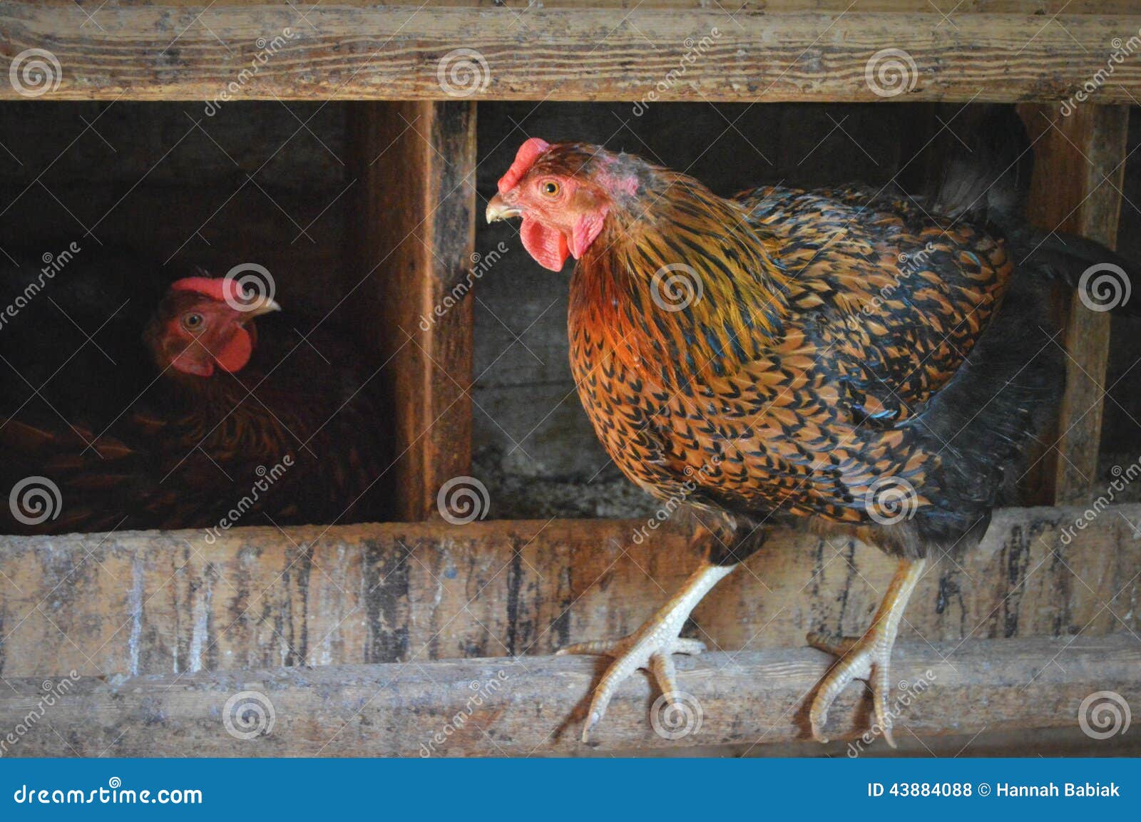 Chicken coop stock photo. Image of beak, agricultural 43884088