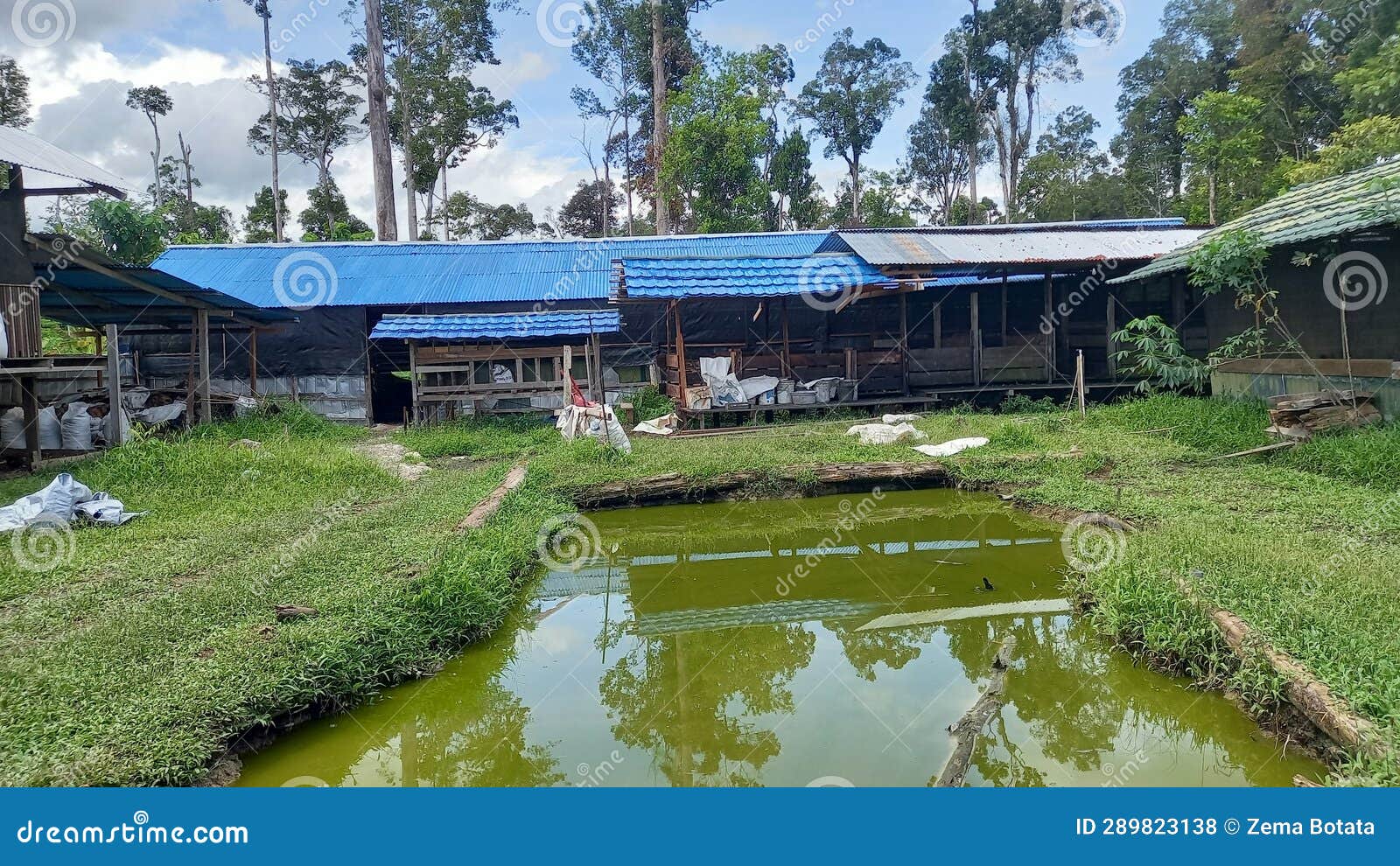 Chicken Coop in the Village with Nature Pool Stock Photo Image of