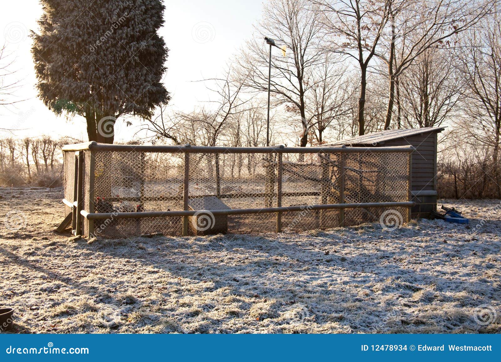 Chicken coop in winter stock photo. Image of cage, snowy 12478934