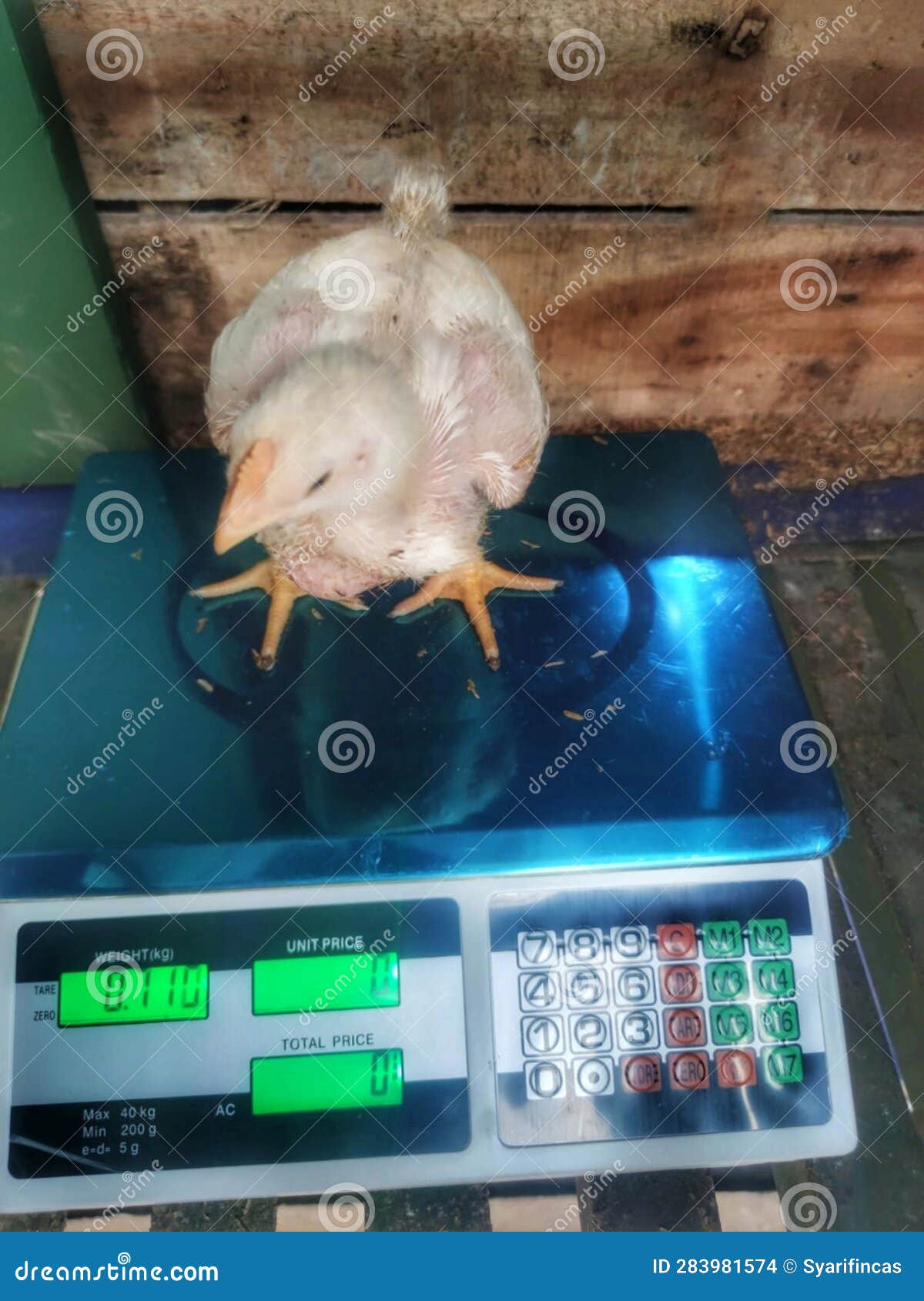 Chicken Cute, Chicken Broiler, Broiler Commercial Stock Photo Image of freadchicken