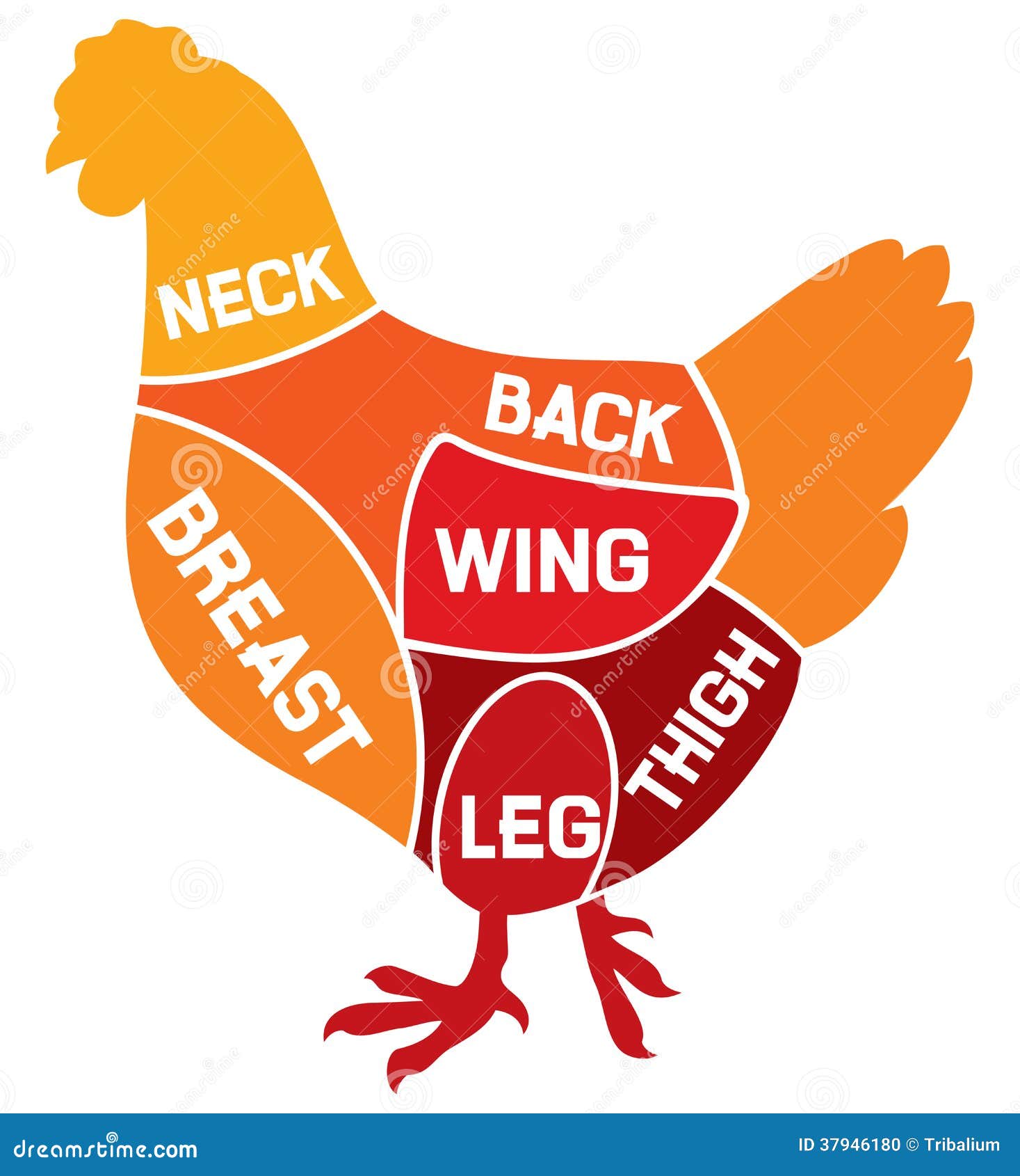 Chicken Cuts Chart