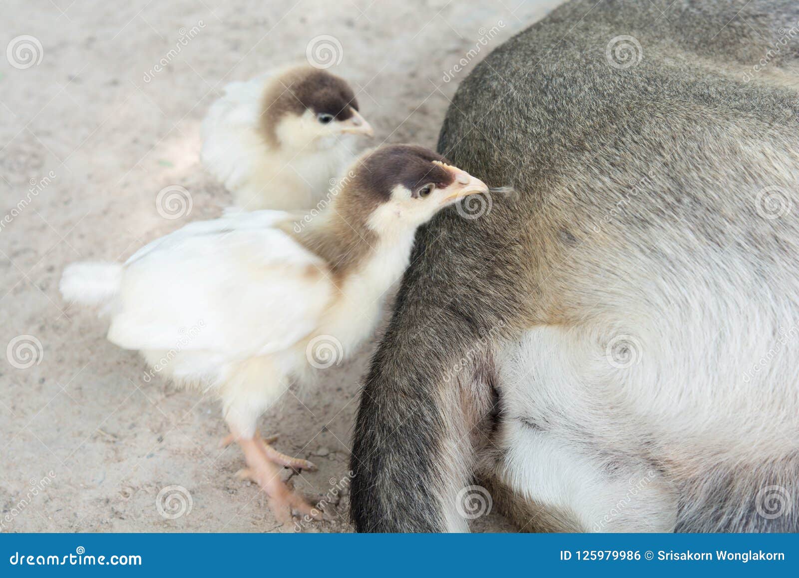 Chicks Pulling Dog Hairs that are Sleeping on the Ground. Stock Photo