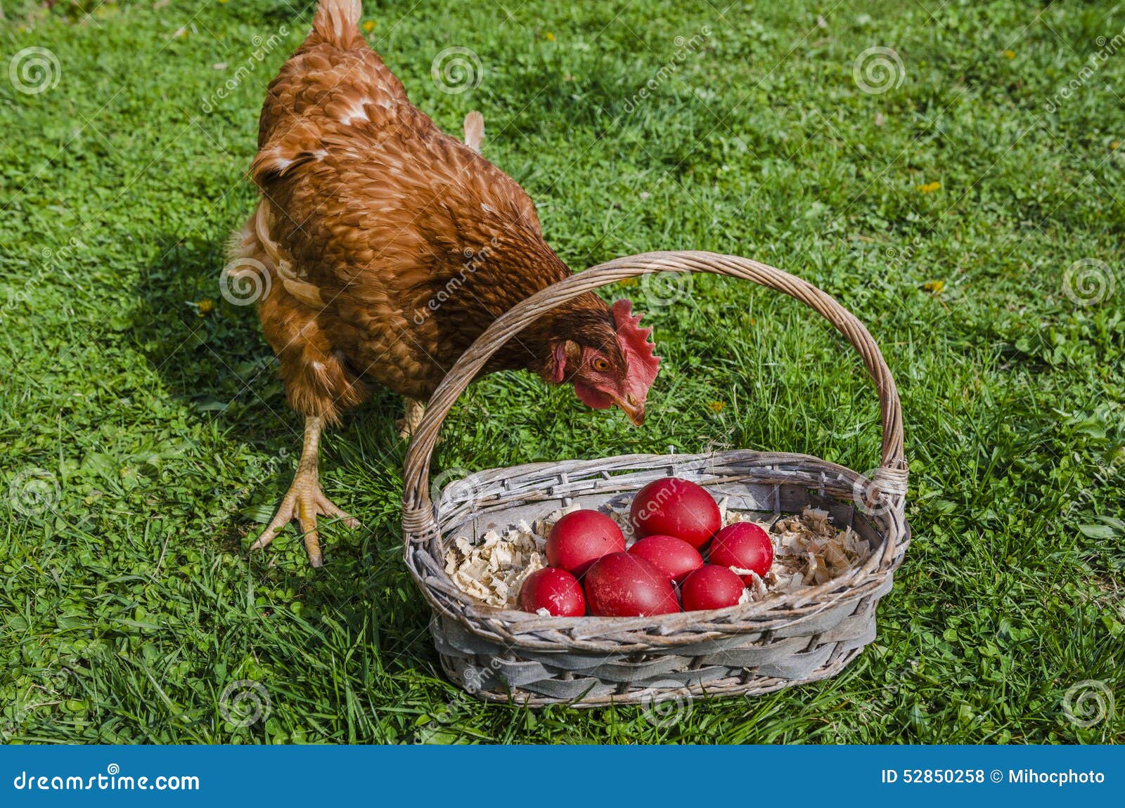 Chicken and Easter eggs stock photo. Image of craft, agriculture - 52850258