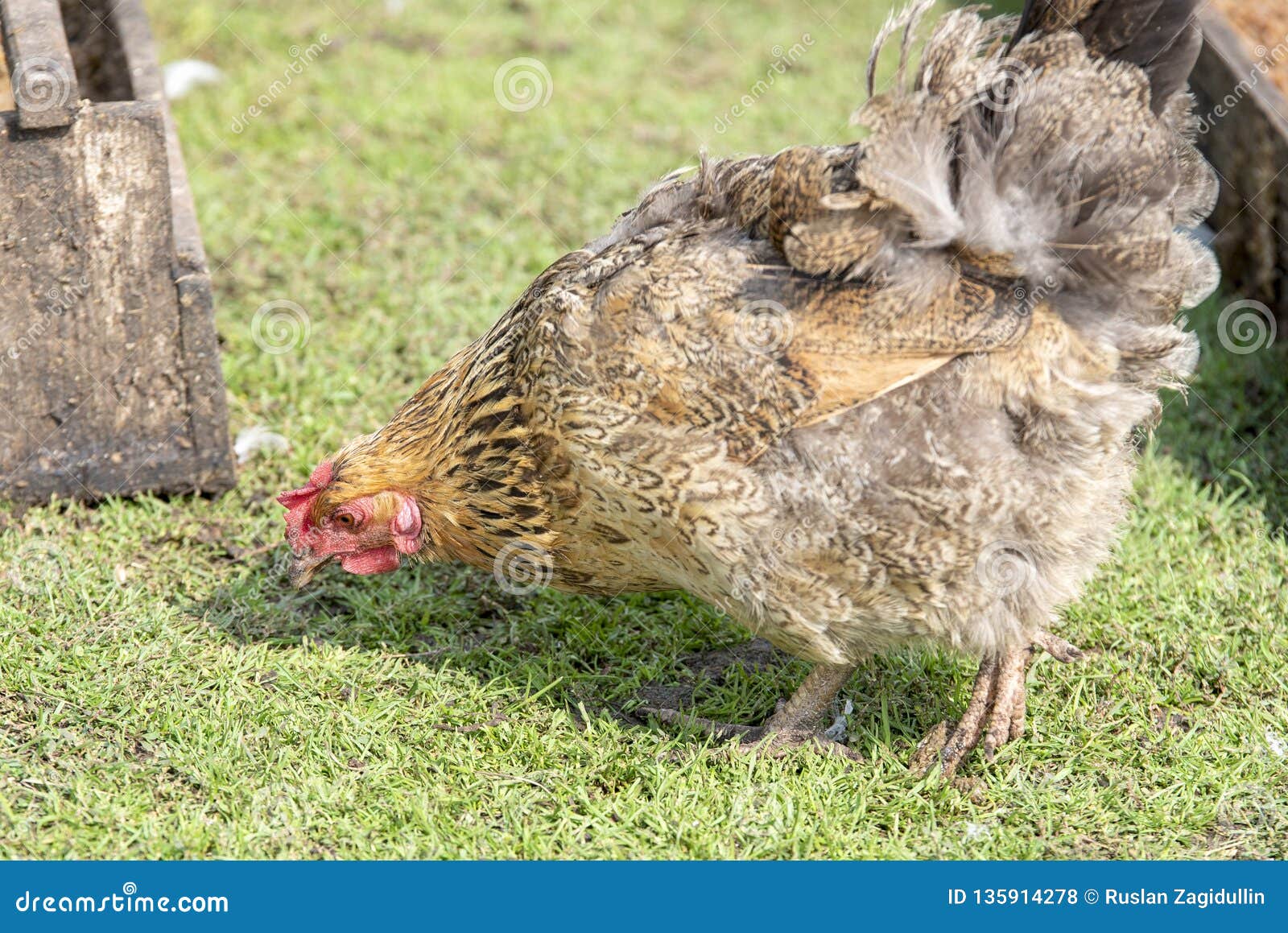 Chicken Eating Grass on a Green Meadow in the Yard Stock Photo Image