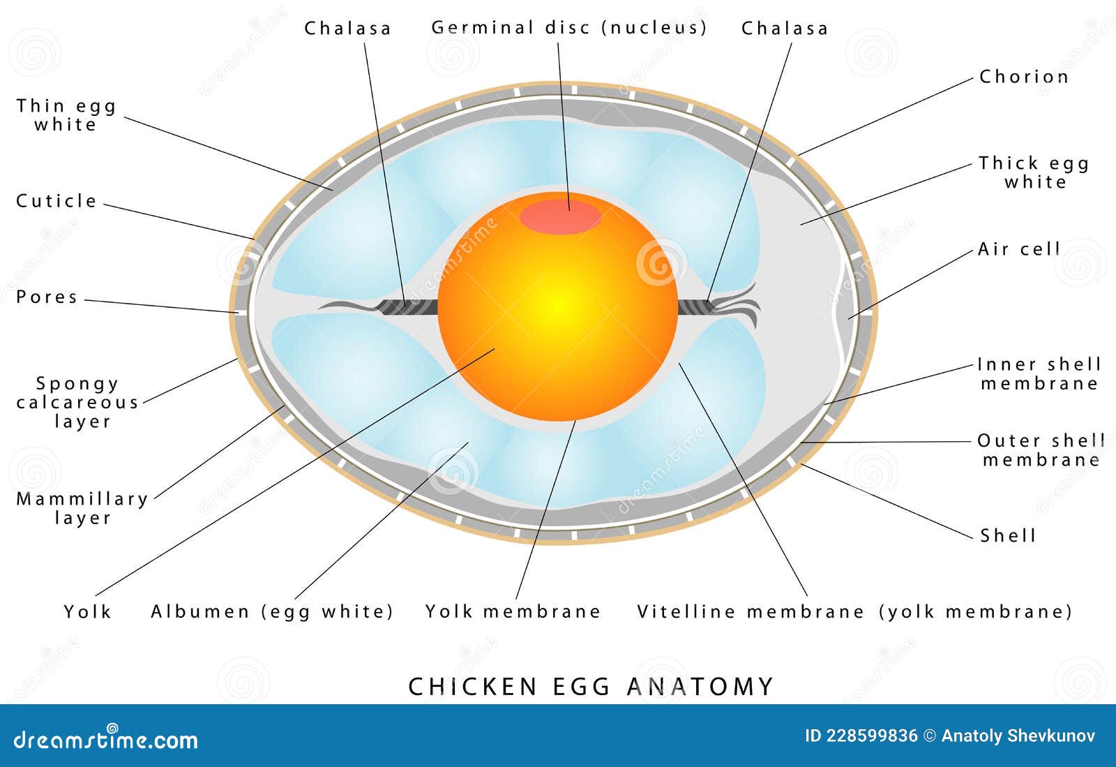 Chicken Egg Anatomy Illustration De Vecteur Illustration Du chicken-egg-anatomy-illustration-de-vecteur-illustration-du