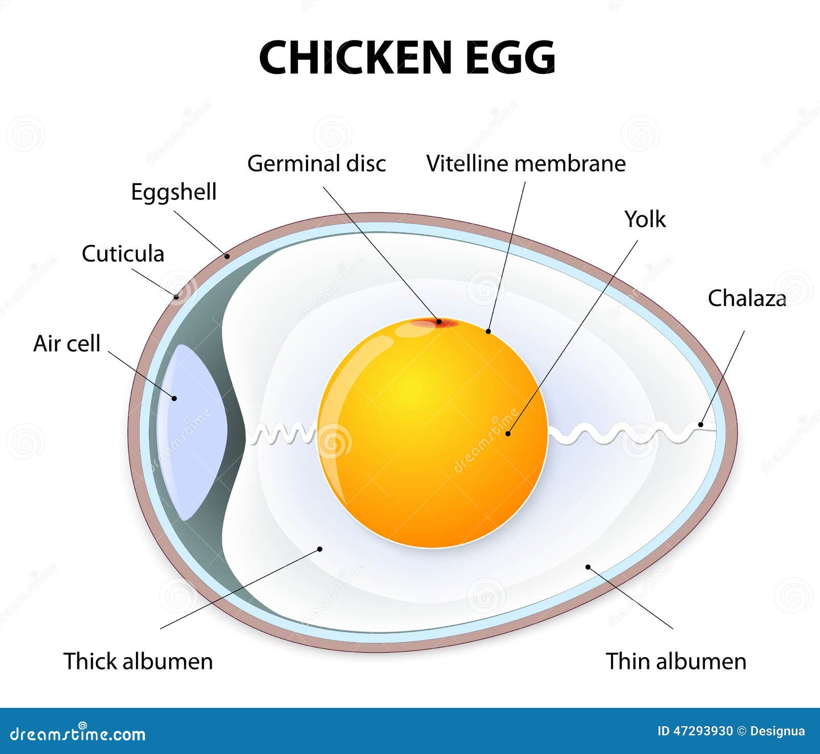 chicken egg anatomy
