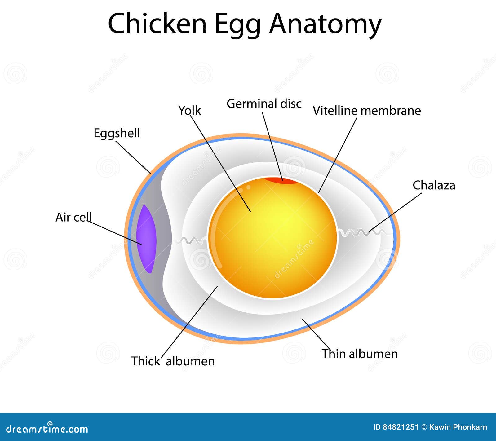 chicken egg anatomy