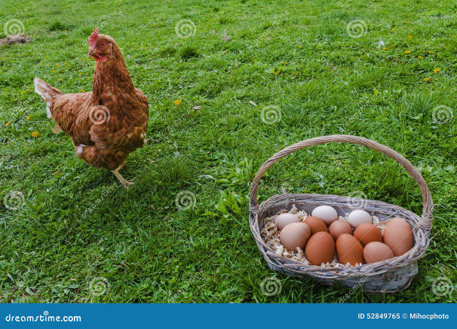 Chicken and egg basket stock image. Image of domestic 52849765