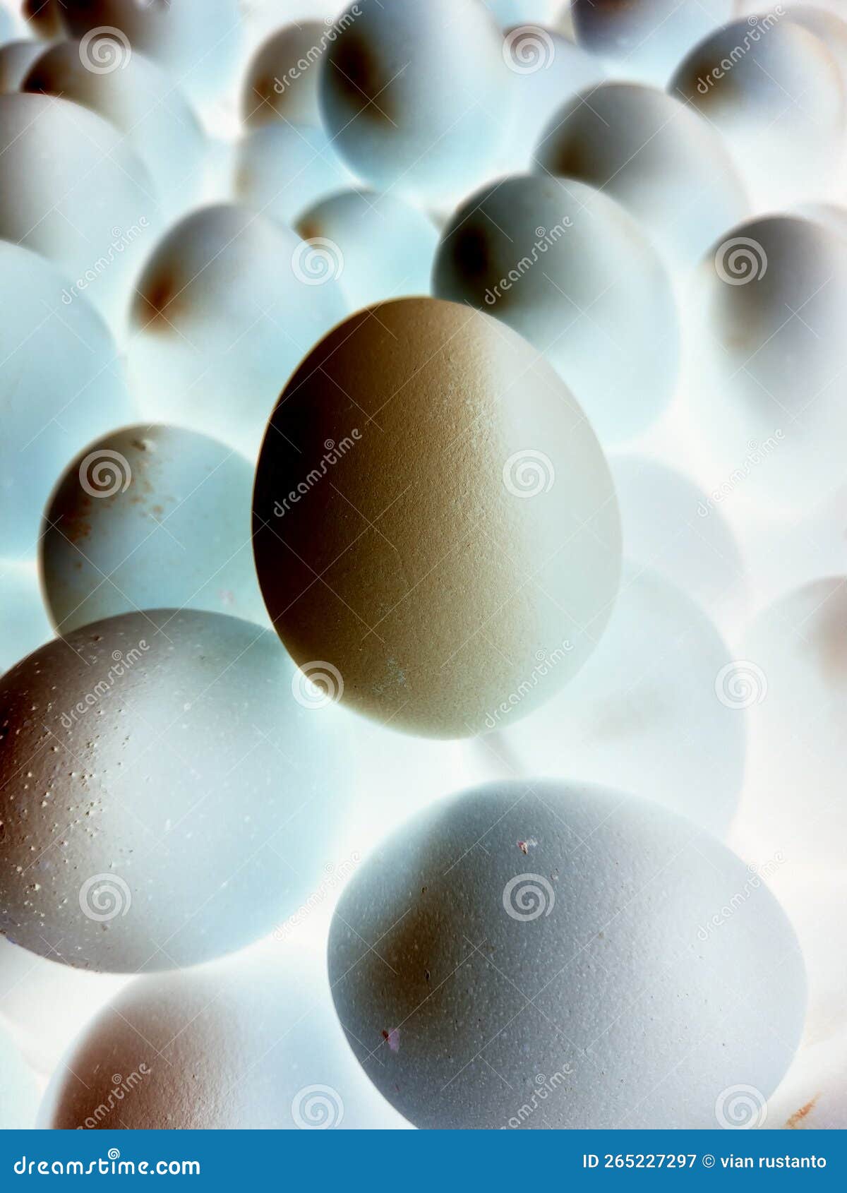 Chicken Egg Edit Negatif Film Stock Image Image of film, edit 265227297