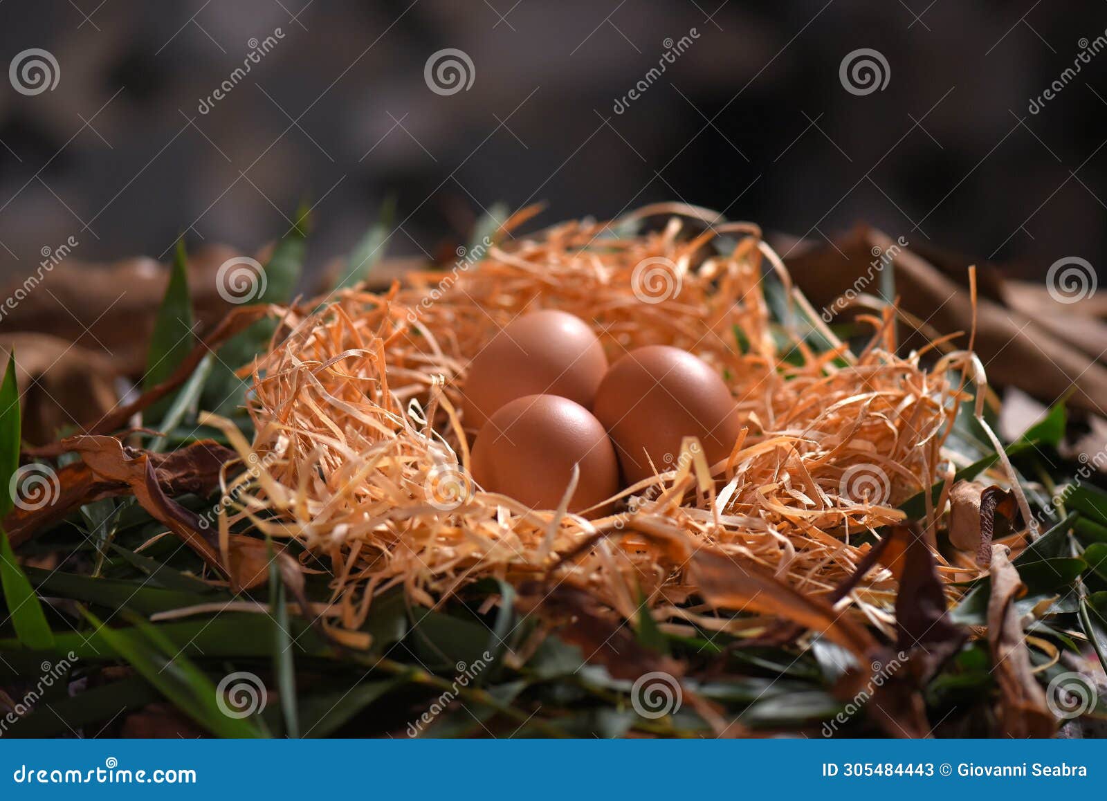 chicken egg in the nest source of protein healthy food