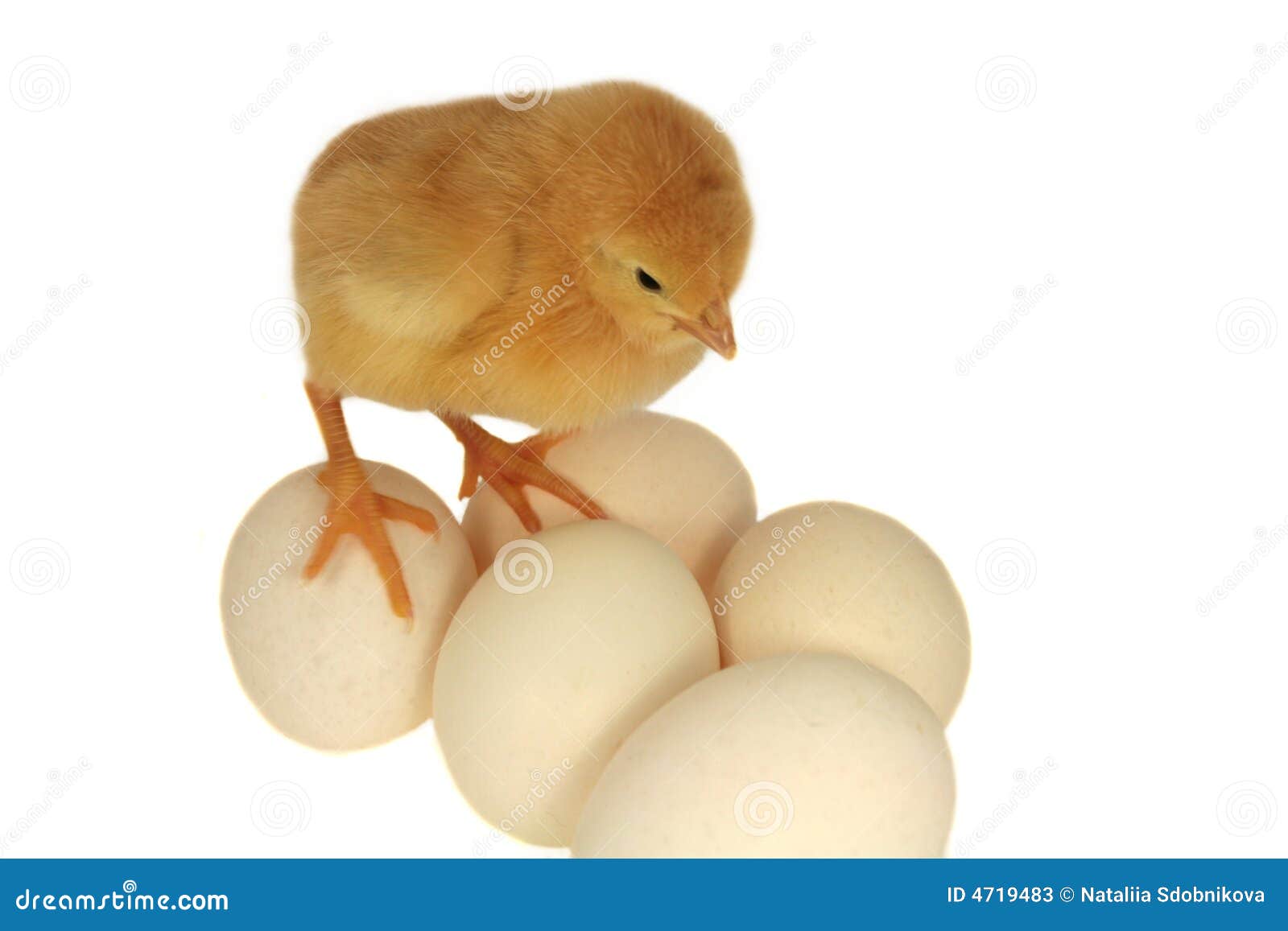 Chicken on eggs stock image. Image of color, nice, feather 4719483