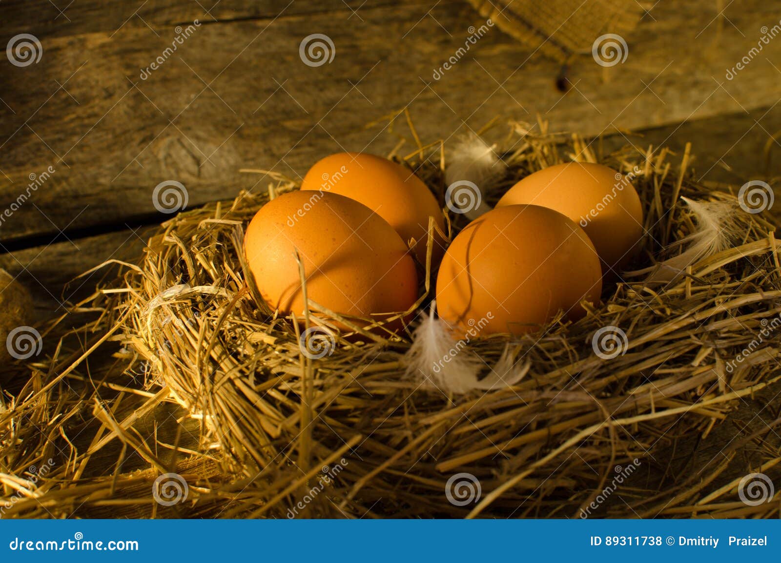 Chicken Eggs in the Chicken Coop Stock Photo Image of outdoors, check