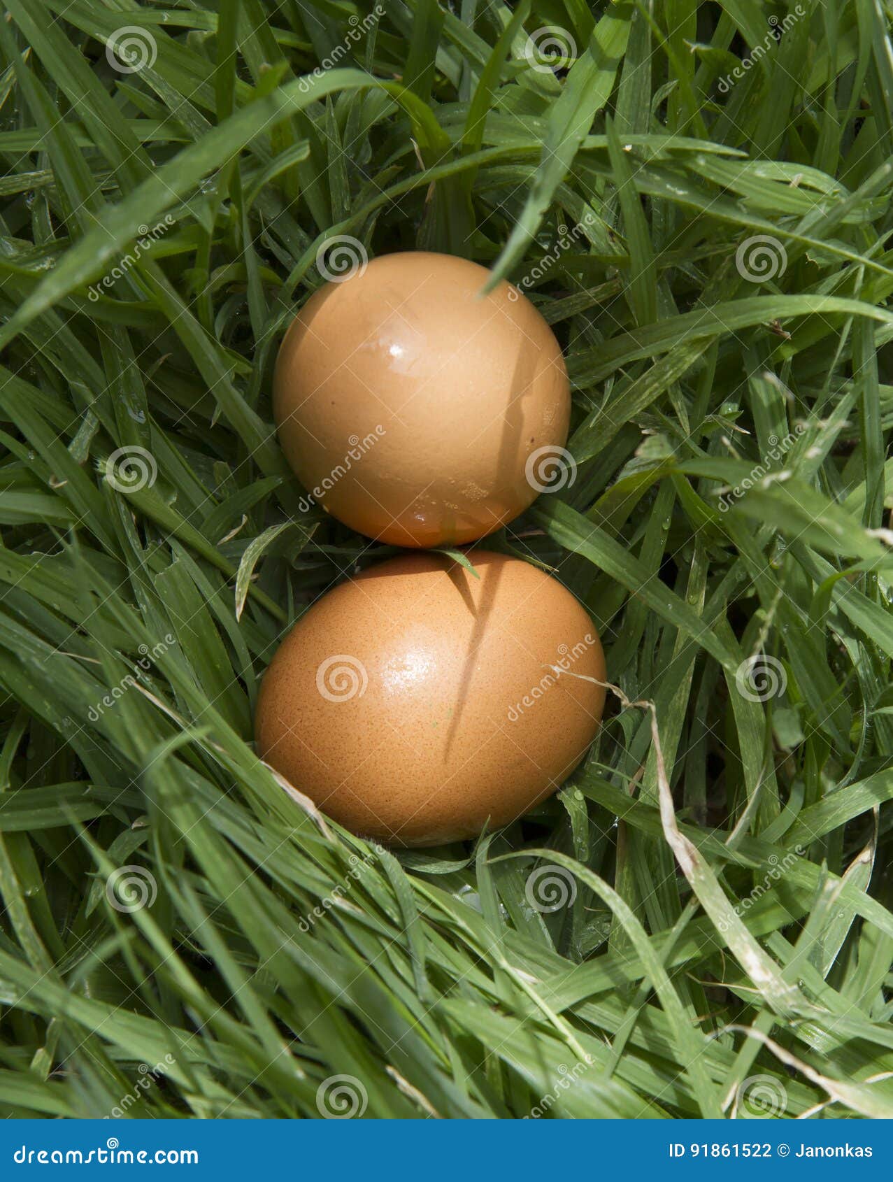 Chicken Eggs in the Farm Fresh and Best Quality Stock Photo Image of