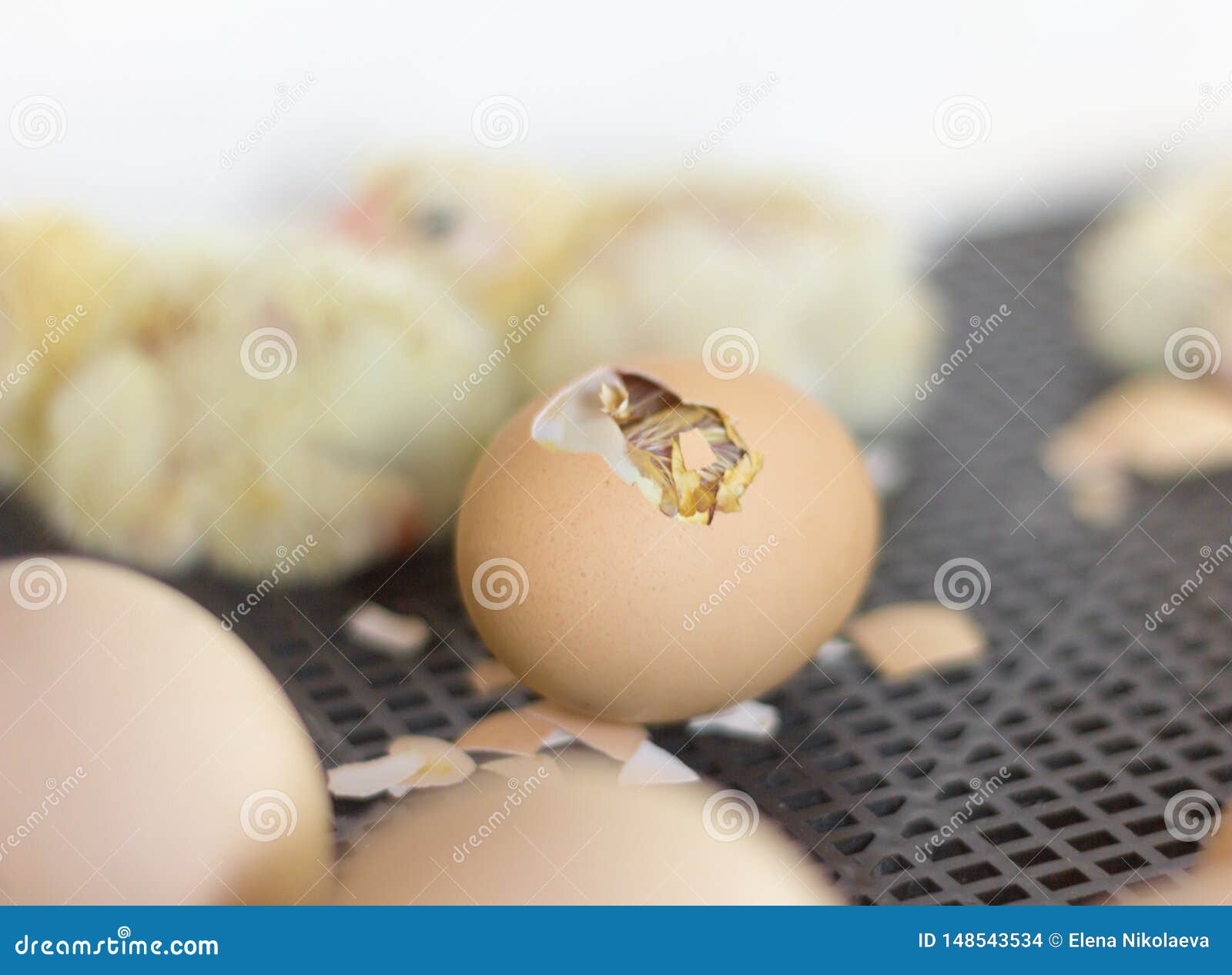Фото развития цыпленка. Зародыш в яйце в инкубаторе. Формирование птенца в яйце.